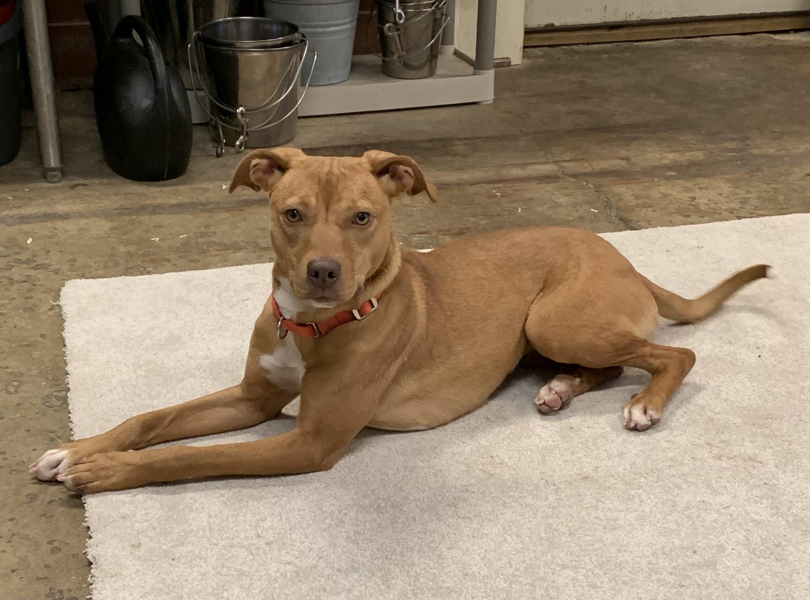 Chancy, Adoptable, Puppy Female Labrador Retriever.