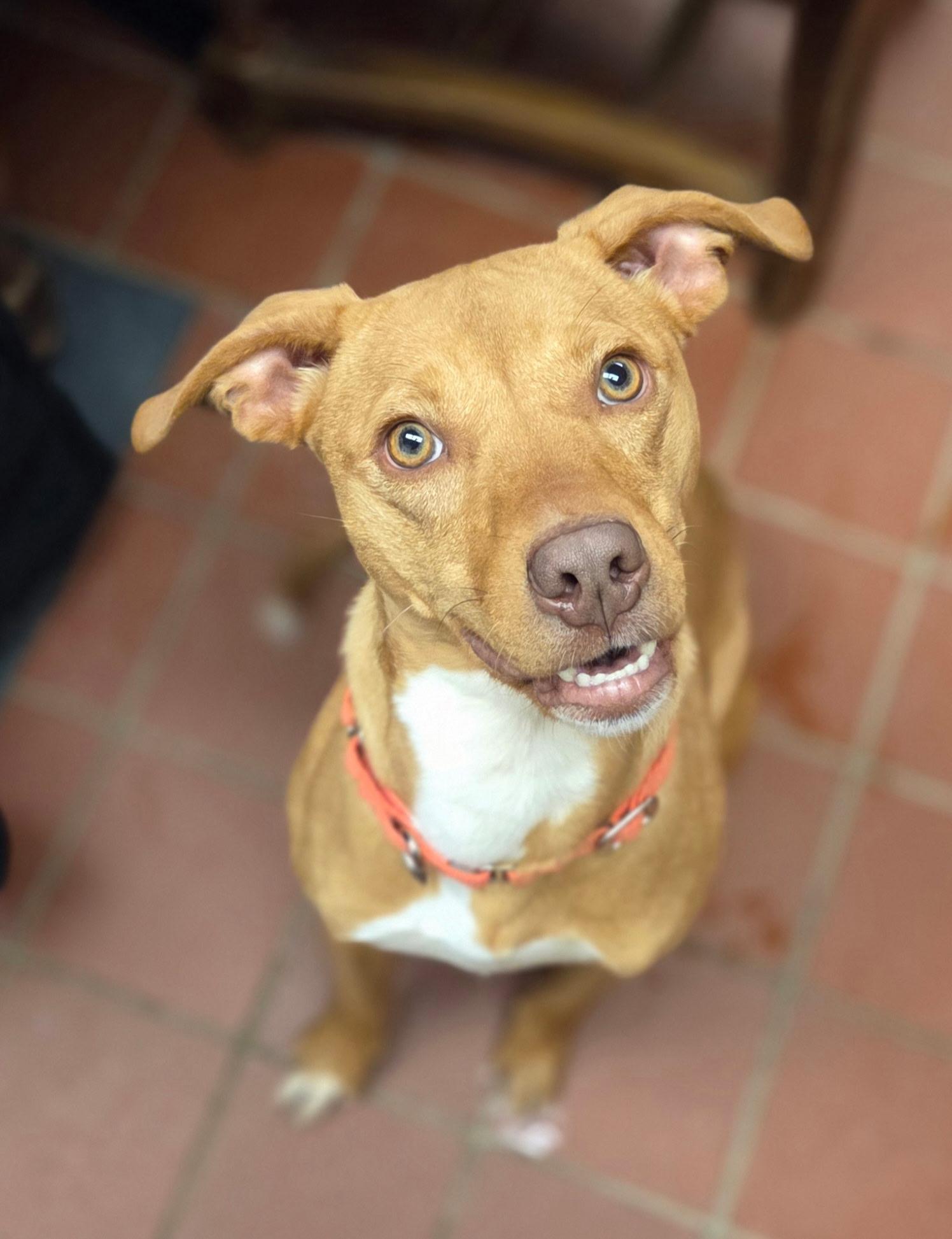 Enlarge Chancy, a Adoptable mixed breed in Chardon, OH image 2/6