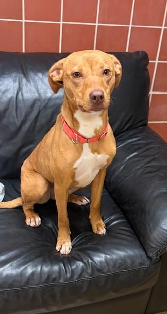 Chancy, Adoptable, Puppy Female Labrador Retriever.