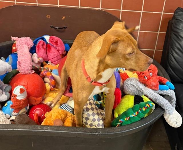 Enlarge Chancy, a Adoptable mixed breed in Chardon, OH image 6/6