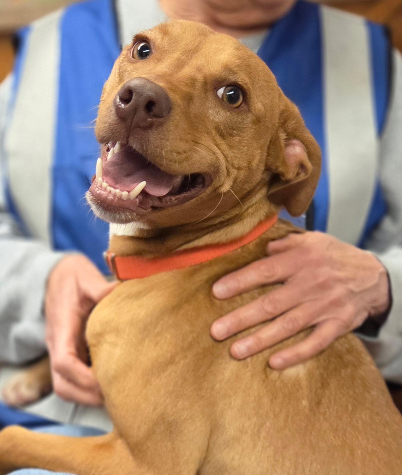 Enlarge Chancy, a Adoptable mixed breed in Chardon, OH image 5/6