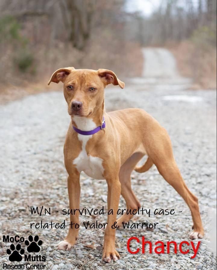 Chancy - arriving 1/4/26, Adoptable, Young Male Labrador Retriever.