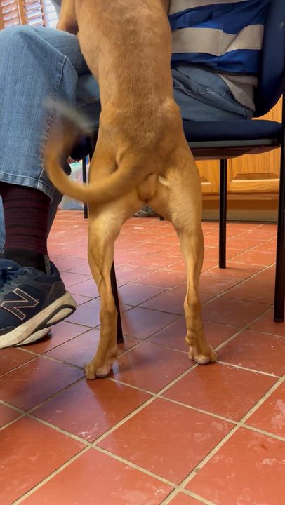 Enlarge Chancy, a Adoptable mixed breed in Chardon, OH video 4/6