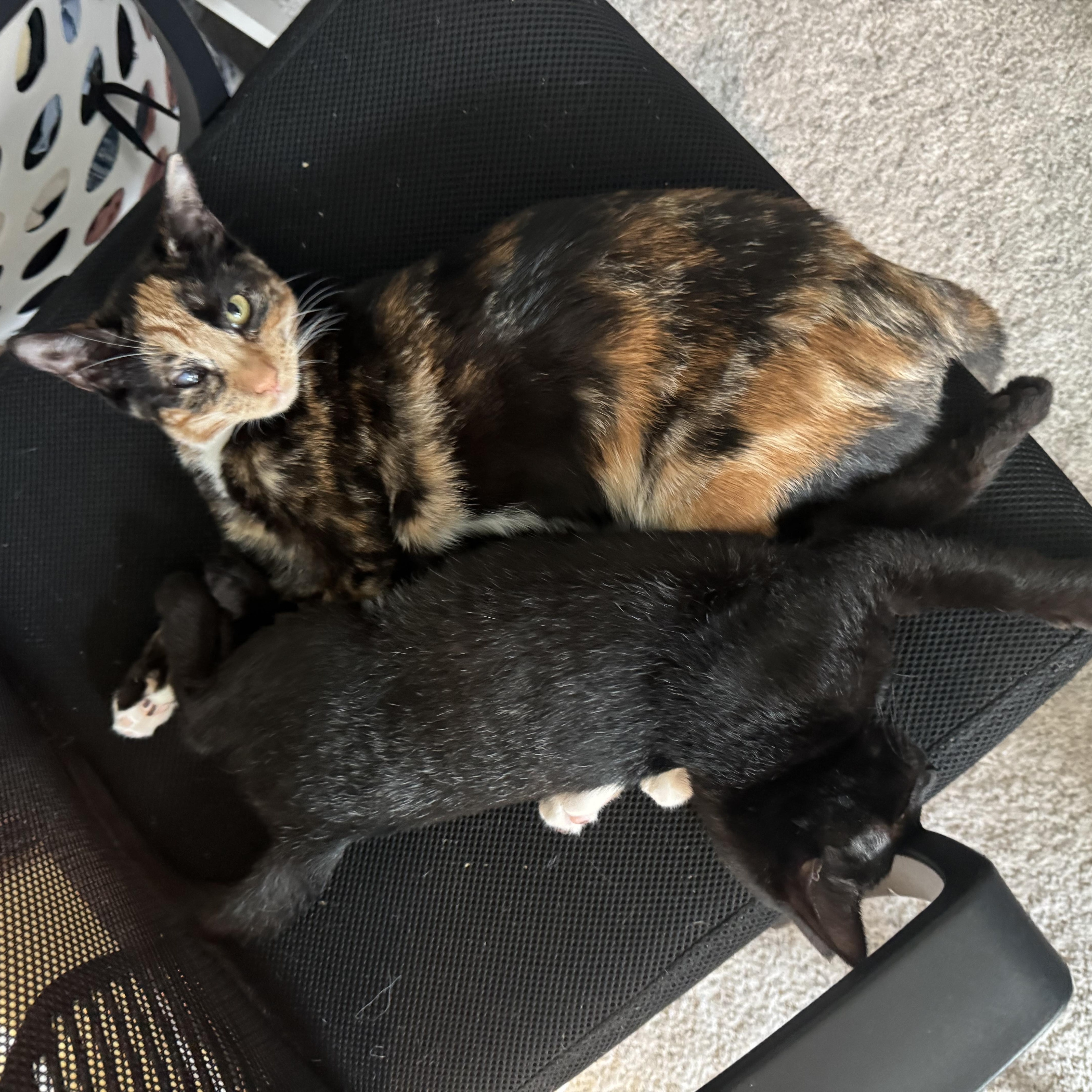 Frenchy, Adoptable, Kitten Female Domestic Short Hair.