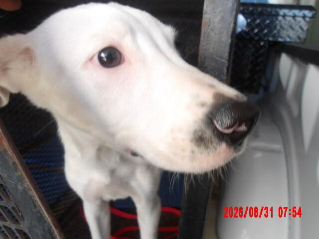 Bolt, Adoptable, Young Male Mixed Breed.