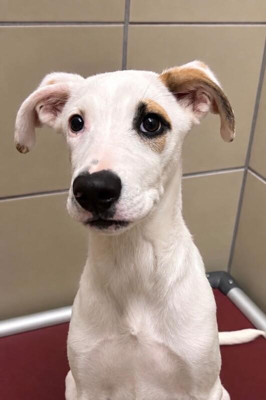 Enlarge Bolt, a Adoptable Mixed Breed in Hobbs, NM image 2/3