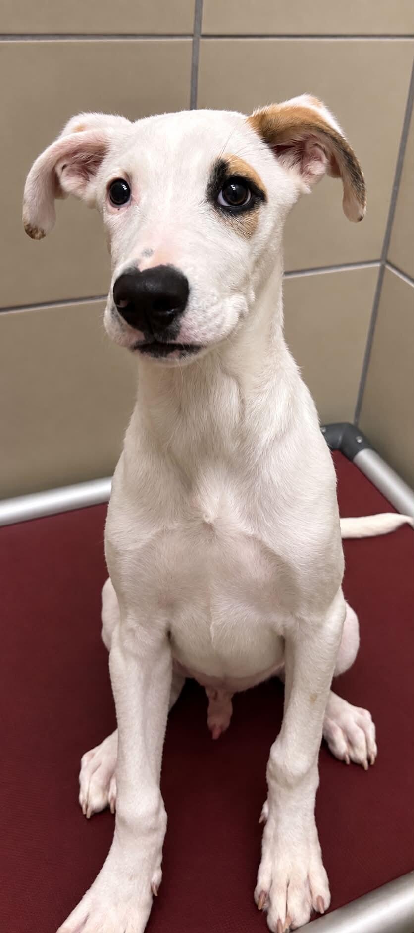 Enlarge Bolt, a Adoptable Mixed Breed in Hobbs, NM image 3/3