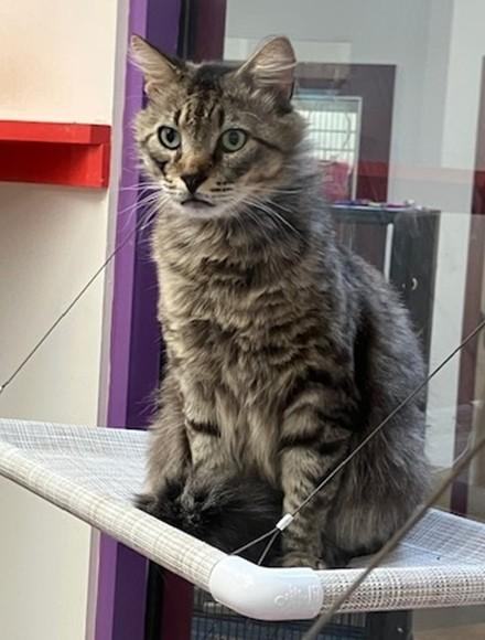 CUPID, Adoptable, Adult Male Domestic Long Hair.