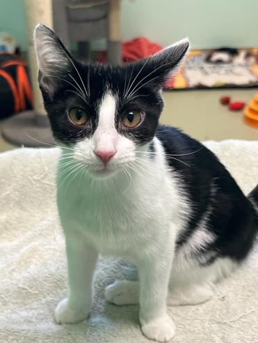 Enlarge Comet, a Adoptable Domestic Short Hair in Cincinnati, OH image 2/3