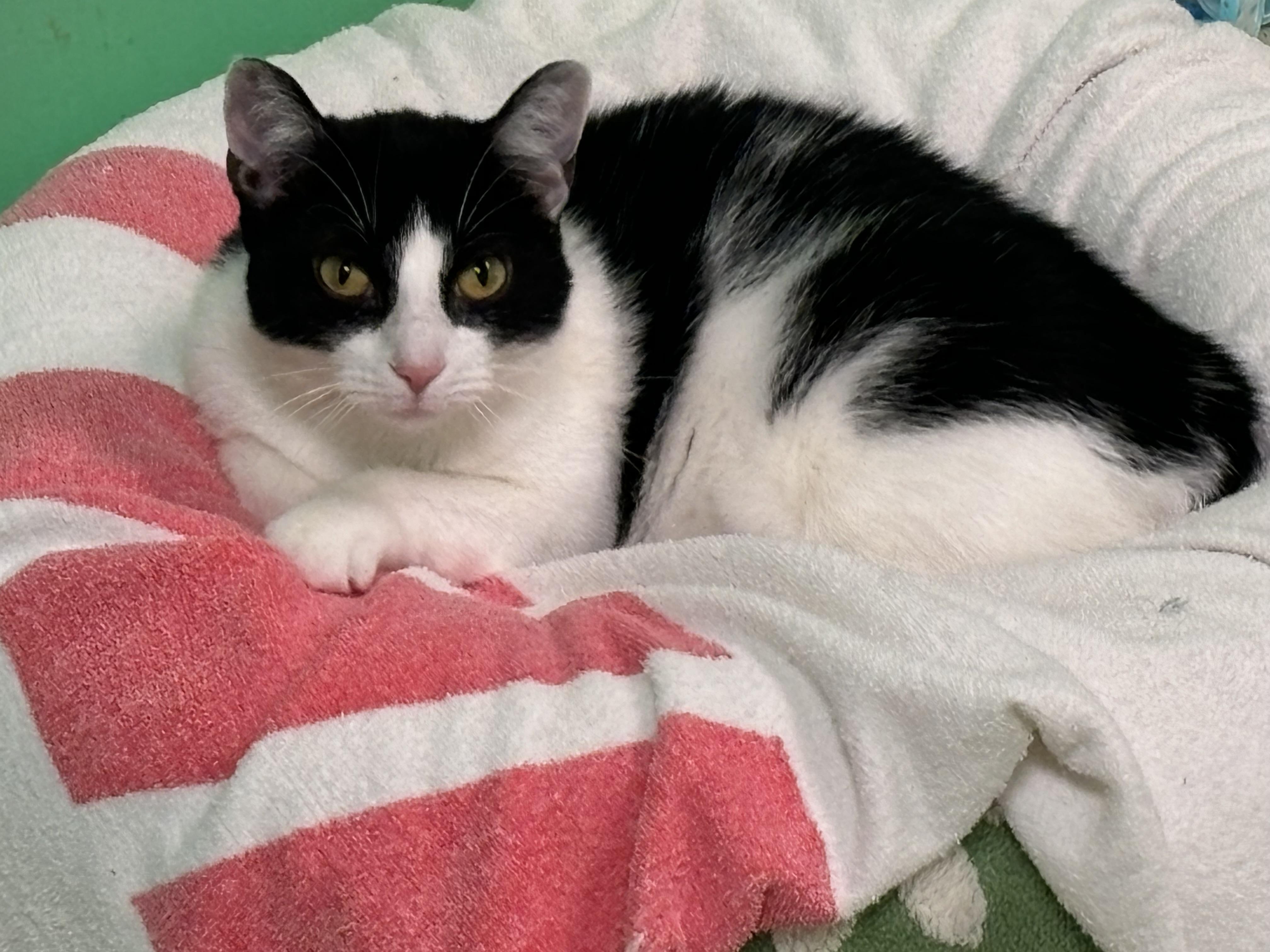 Comet, Adoptable, Adult Female Domestic Short Hair.