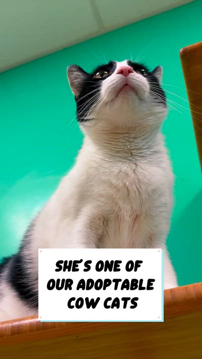 Enlarge Comet, a Adoptable Domestic Short Hair in Cincinnati, OH video 3/3