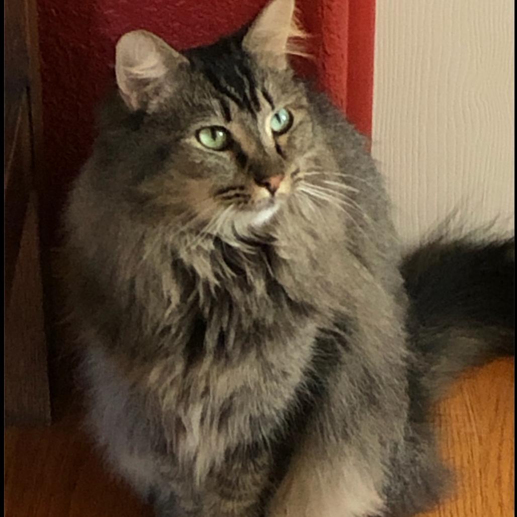 Suki, Adoptable, Adult Female Domestic Long Hair.