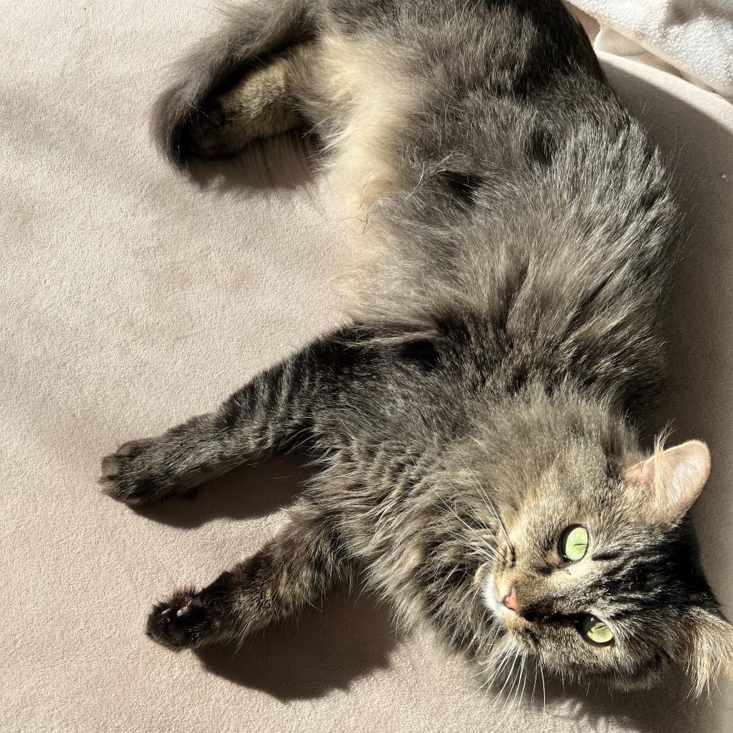 Suki, Adoptable, Adult Female Domestic Long Hair.