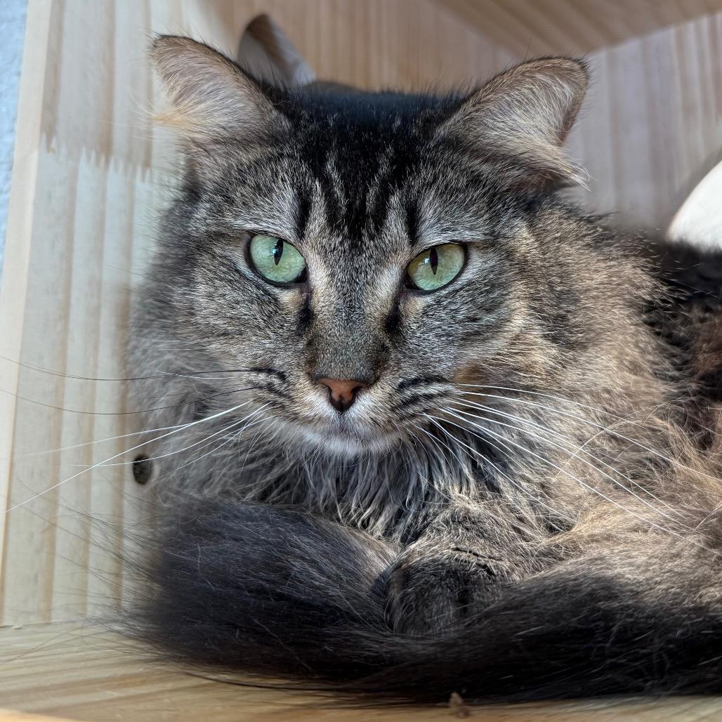 Suki, a Adoptable Domestic Long Hair in Boulder, CO image 4/4