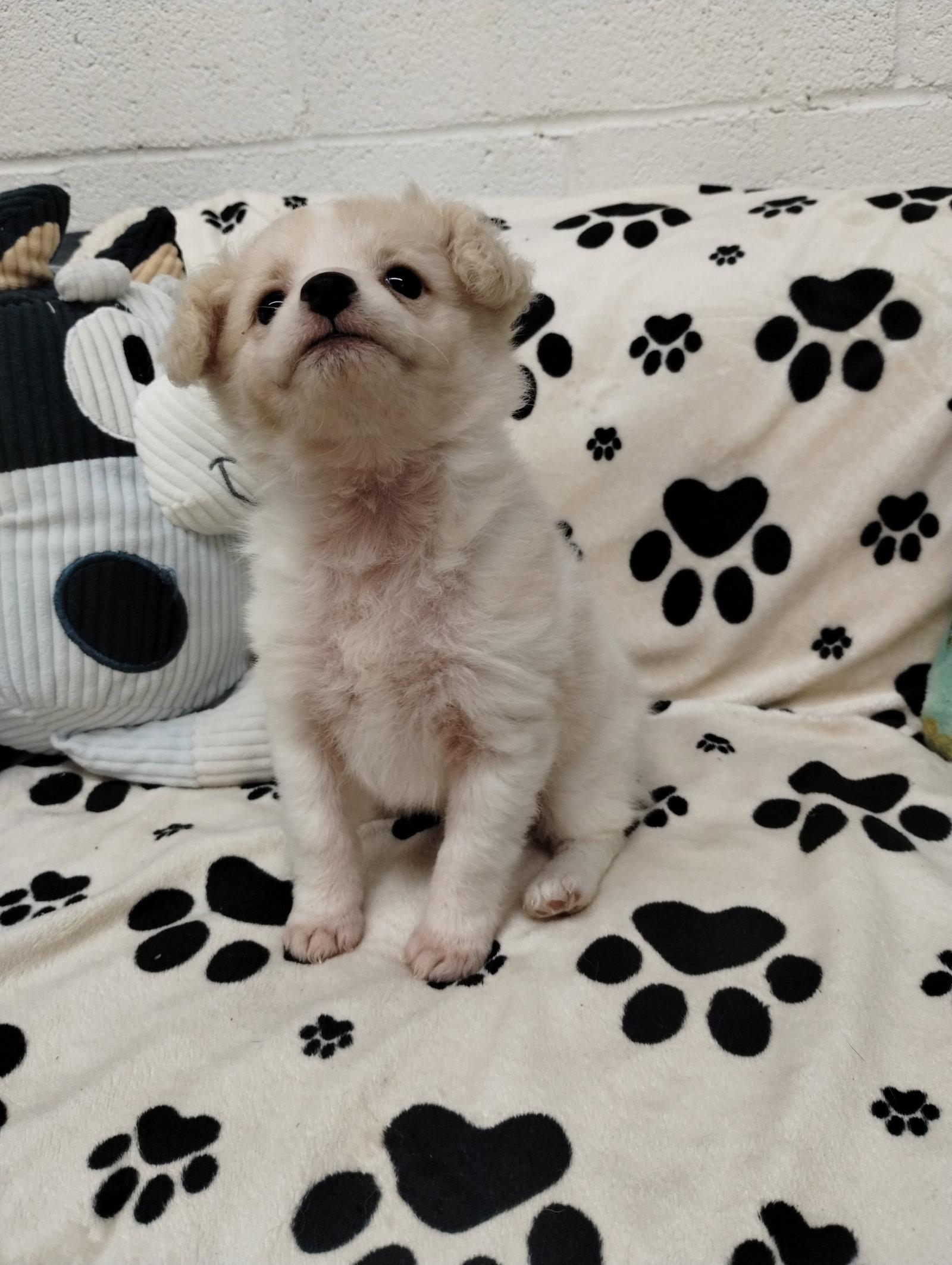 Paris, Adopted, Puppy Female Chihuahua & Pomeranian.