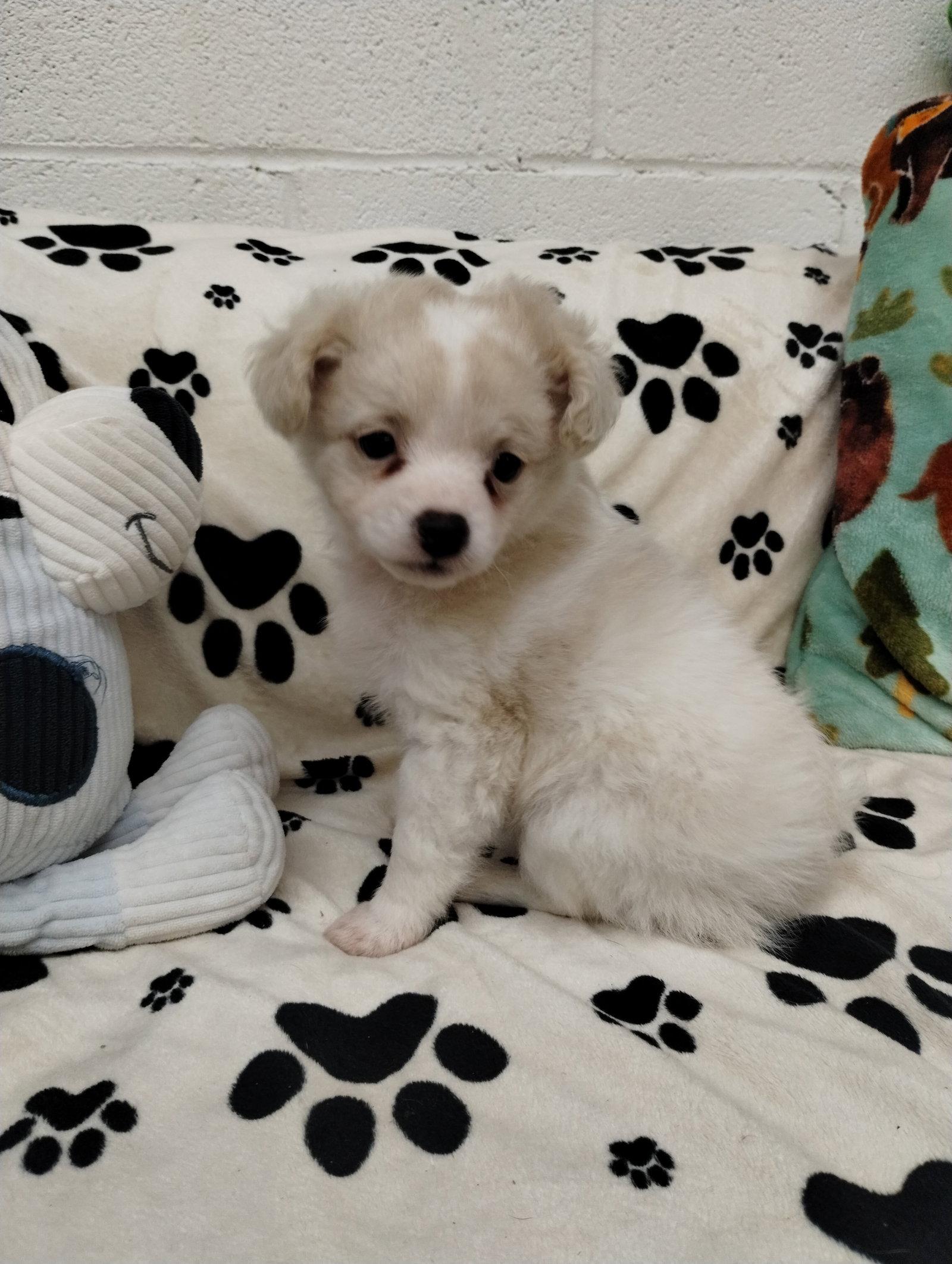 Enlarge Paris, a Adopted mixed breed in York, SC image 2/3