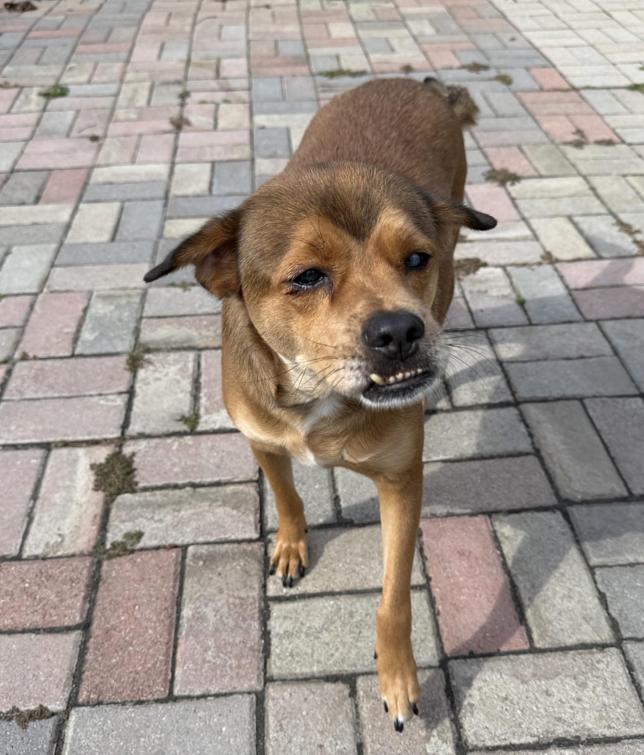 Enlarge Oscar, a Adoptable Mixed Breed in Markham, ON image 4/4