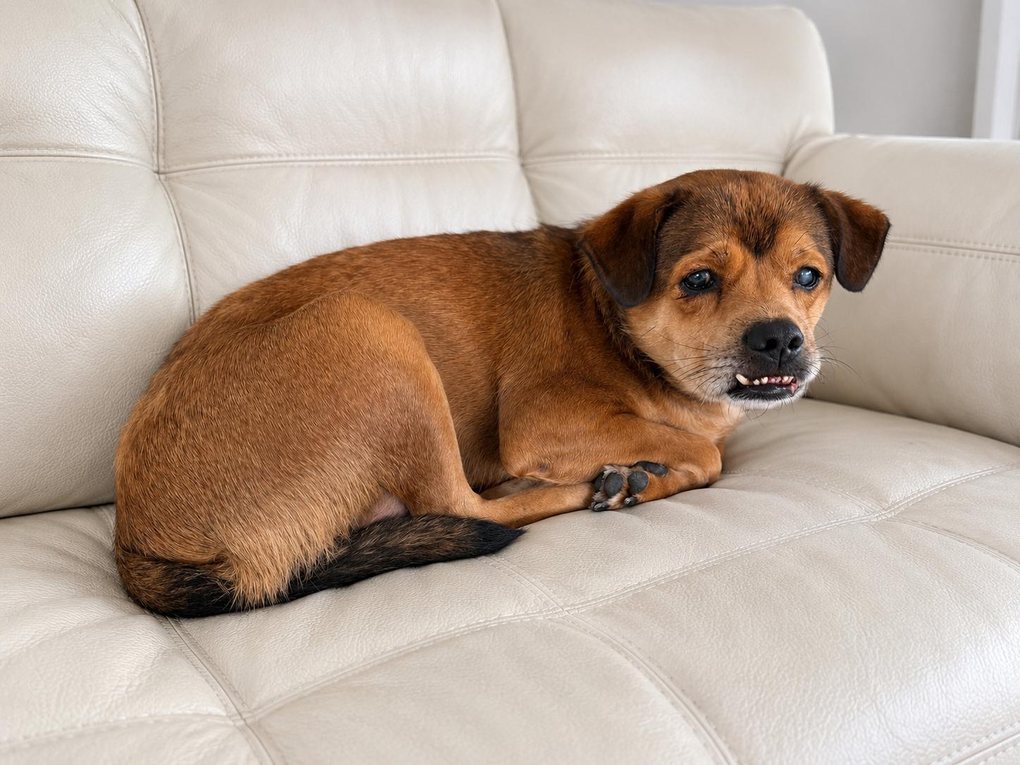 Oscar, Adoptable, Adult Male Mixed Breed.