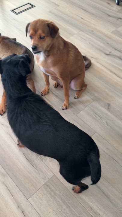 Enlarge Oscar, a Adoptable Mixed Breed in Markham, ON video 4/5