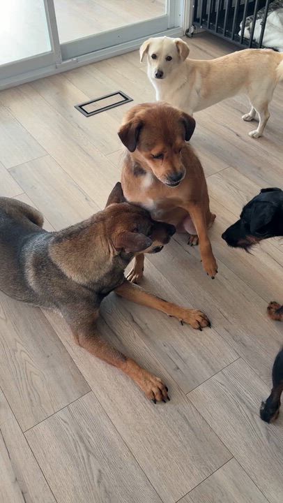 Enlarge Oscar, a Adoptable Mixed Breed in Markham, ON video 5/5