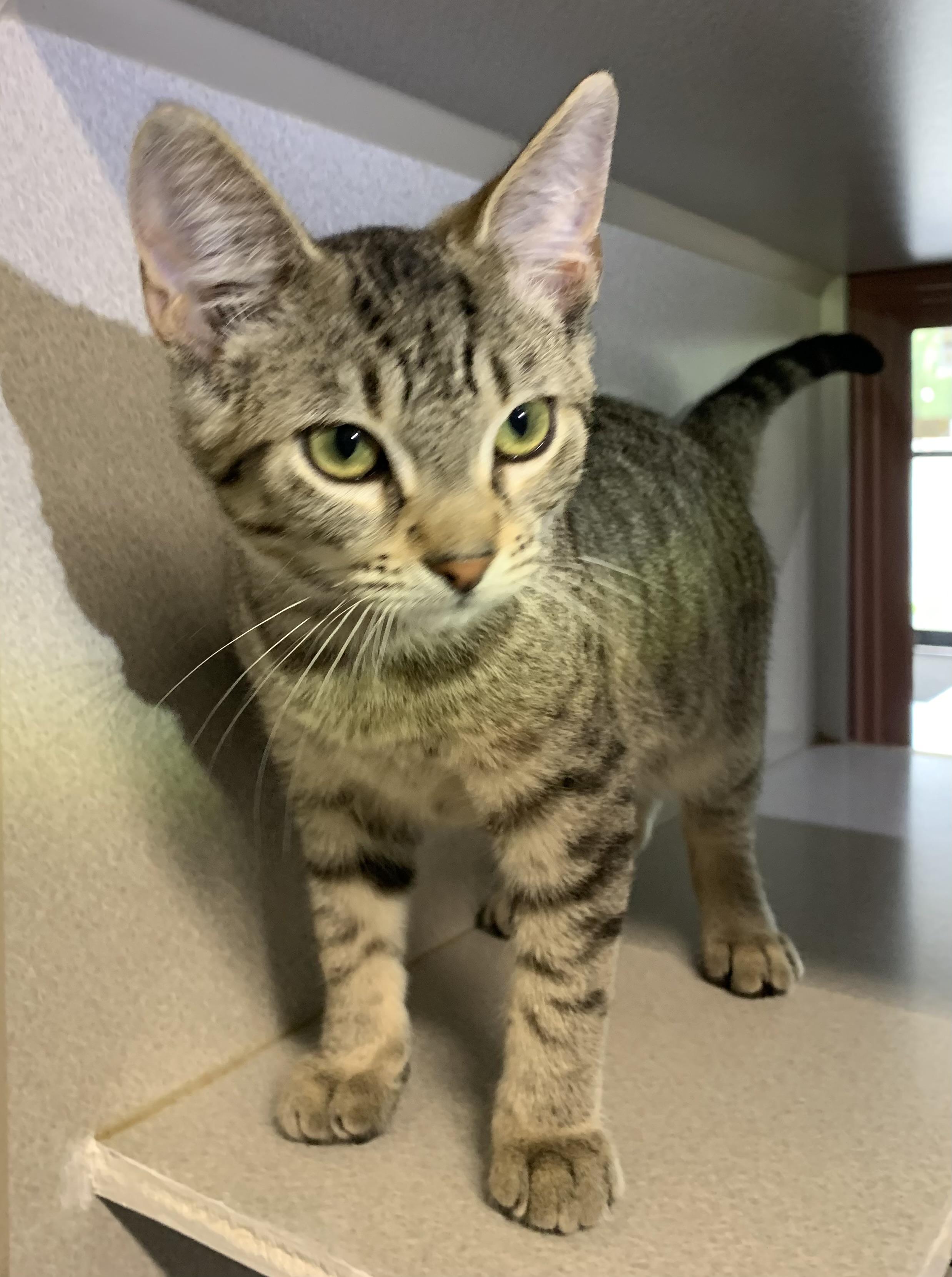 Mork, ADOPTABLE, Young Male Domestic Short Hair.
