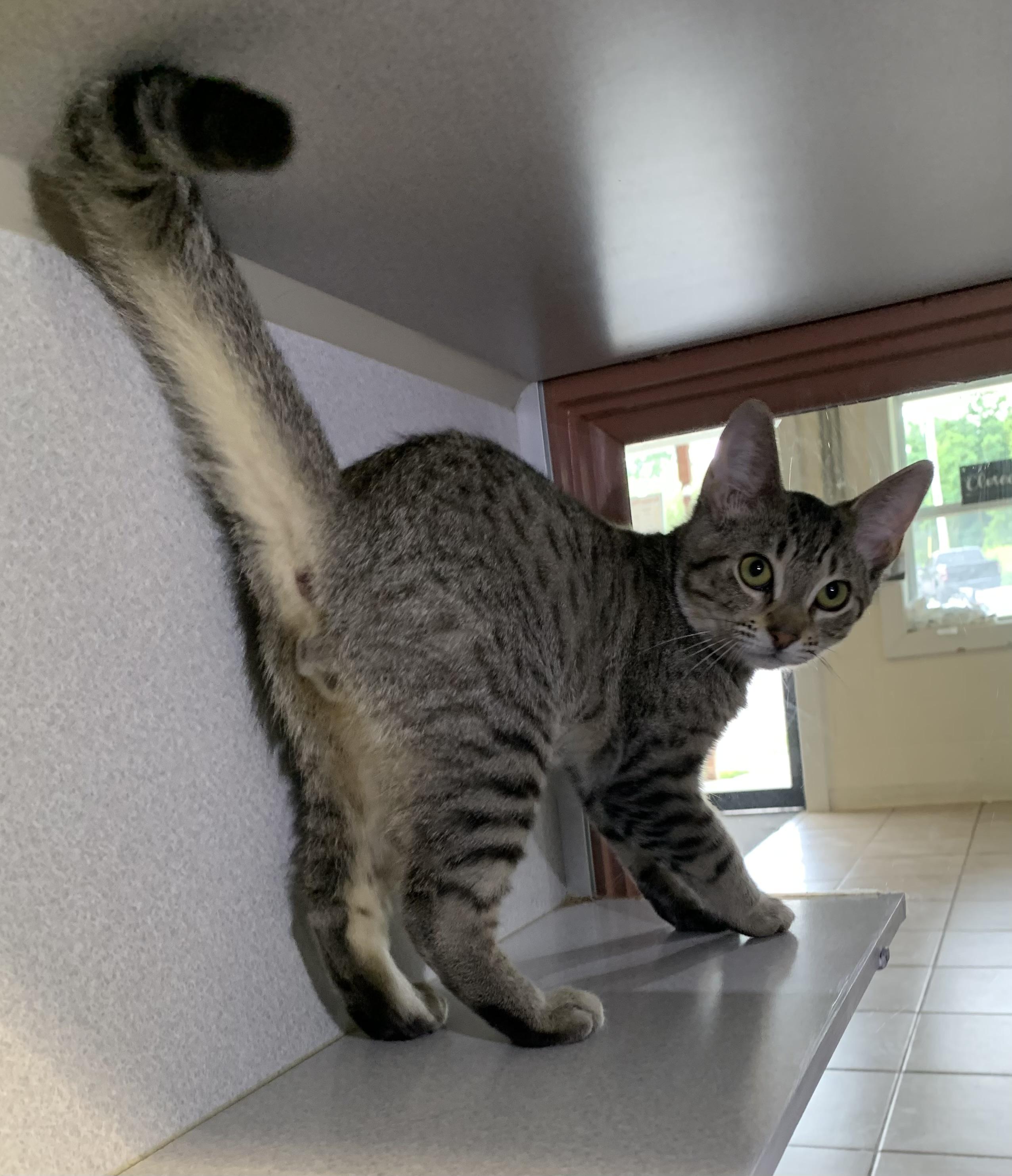 Enlarge Mork, a ADOPTABLE mixed breed in Massena, NY image 4/4
