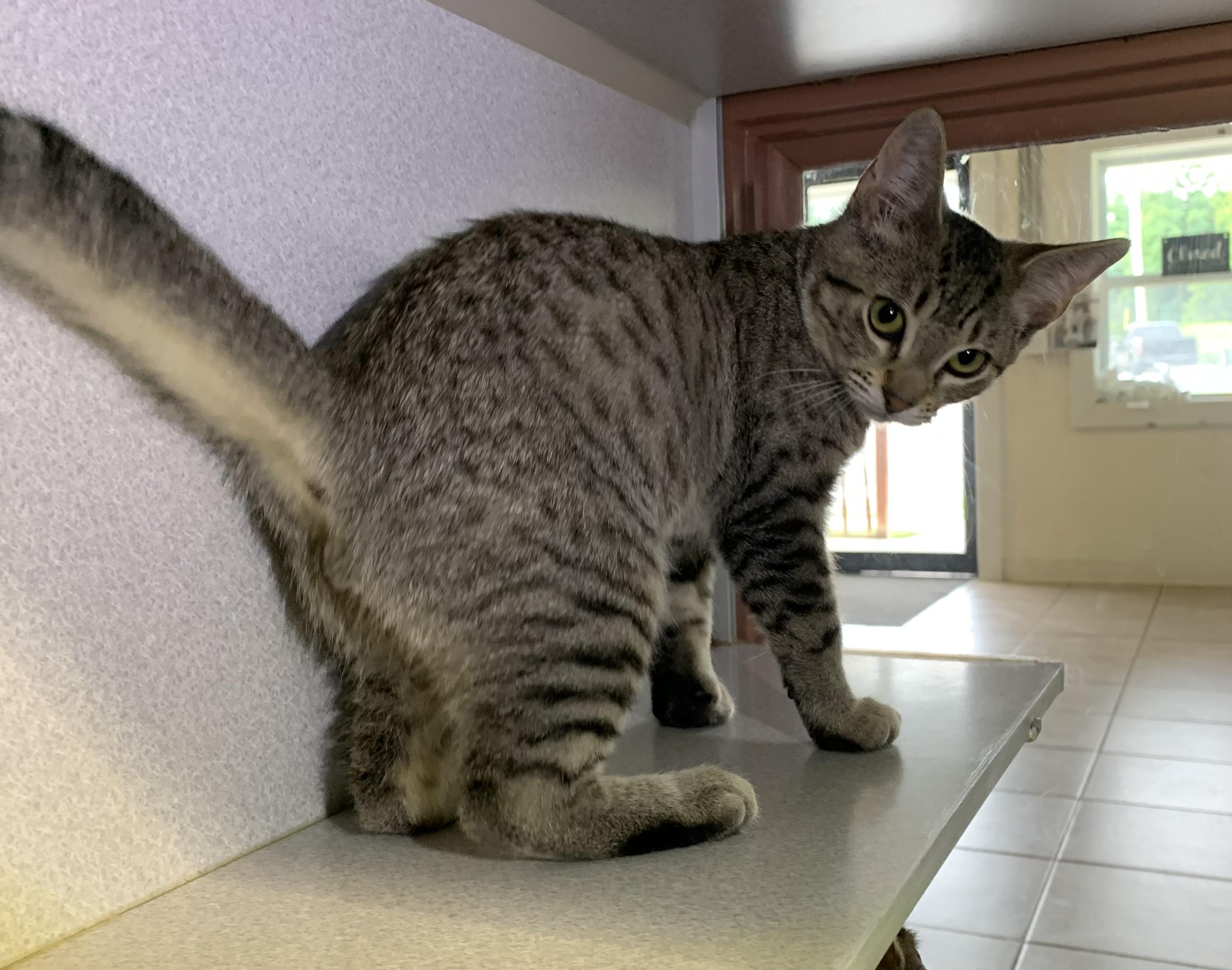 Enlarge Mork, a ADOPTABLE mixed breed in Massena, NY image 3/4