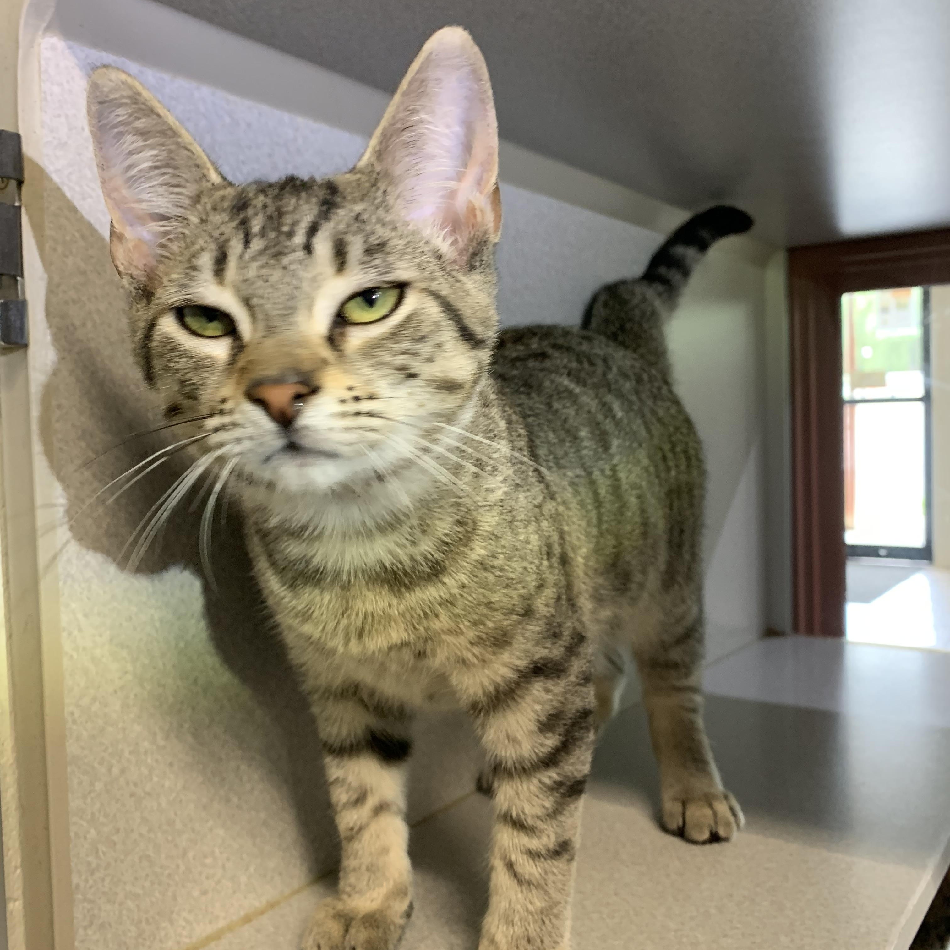 Enlarge Mork, a ADOPTABLE mixed breed in Massena, NY image 2/4