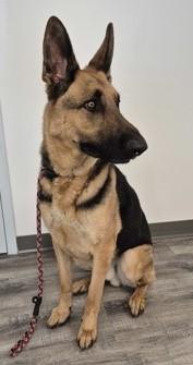 Remy, ADOPTABLE, Adult Male German Shepherd Dog.