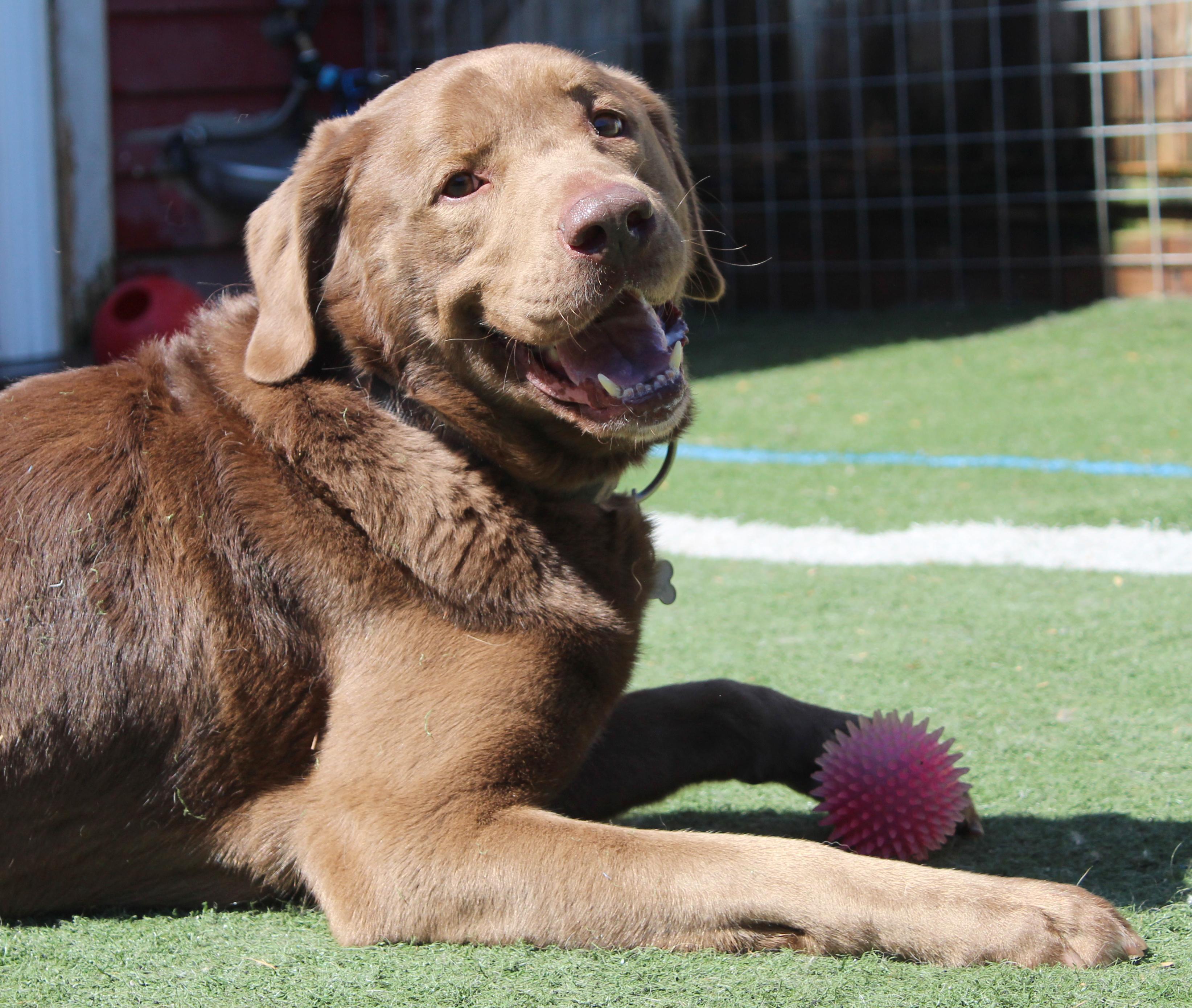 Enlarge Cash, a ADOPTABLE mixed breed in Silvana, WA image 1/6