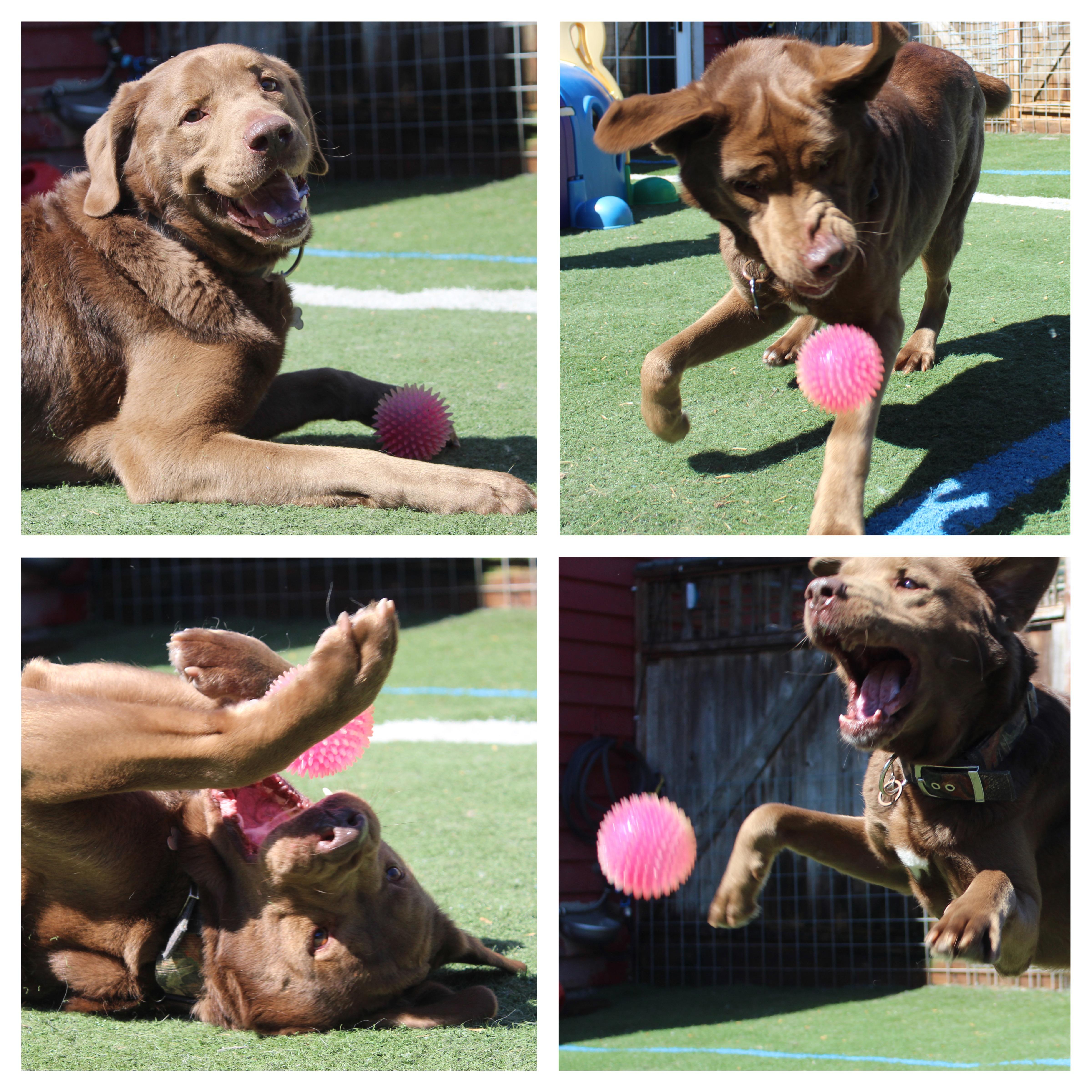Enlarge Cash, a ADOPTABLE mixed breed in Silvana, WA image 6/6