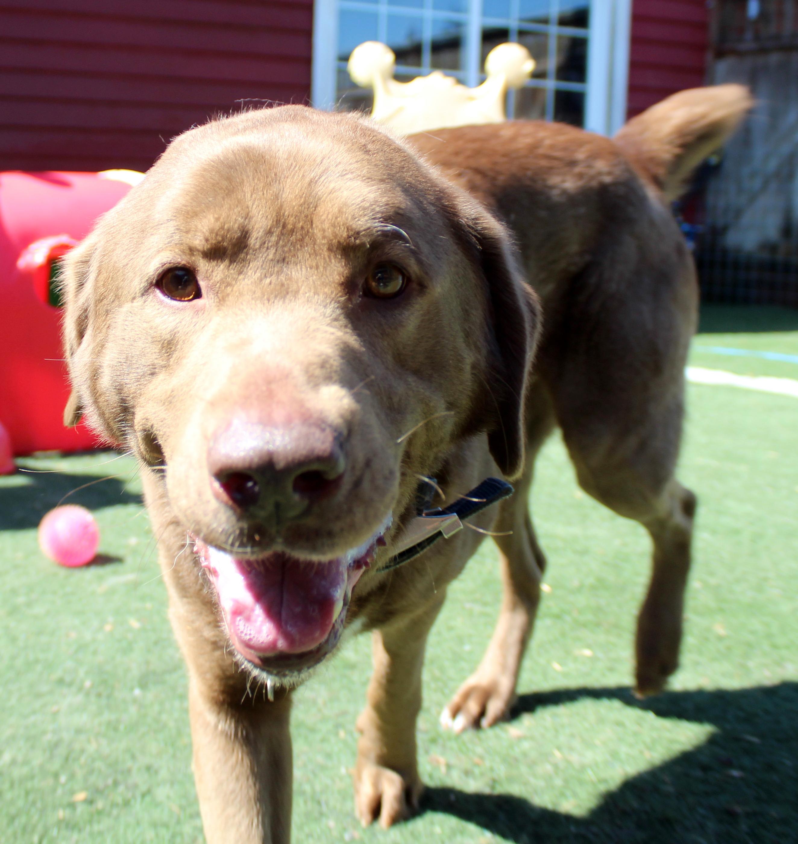 Enlarge Cash, a ADOPTABLE mixed breed in Silvana, WA image 5/6