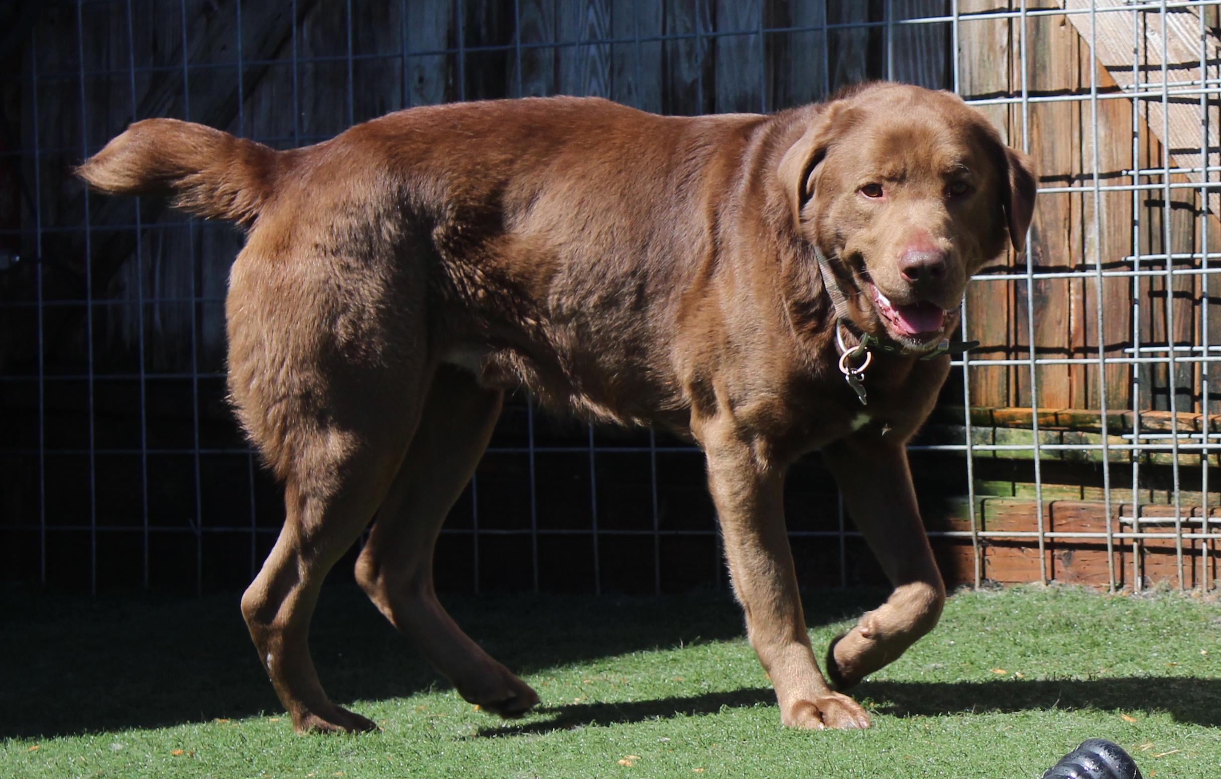 Enlarge Cash, a ADOPTABLE mixed breed in Silvana, WA image 4/6