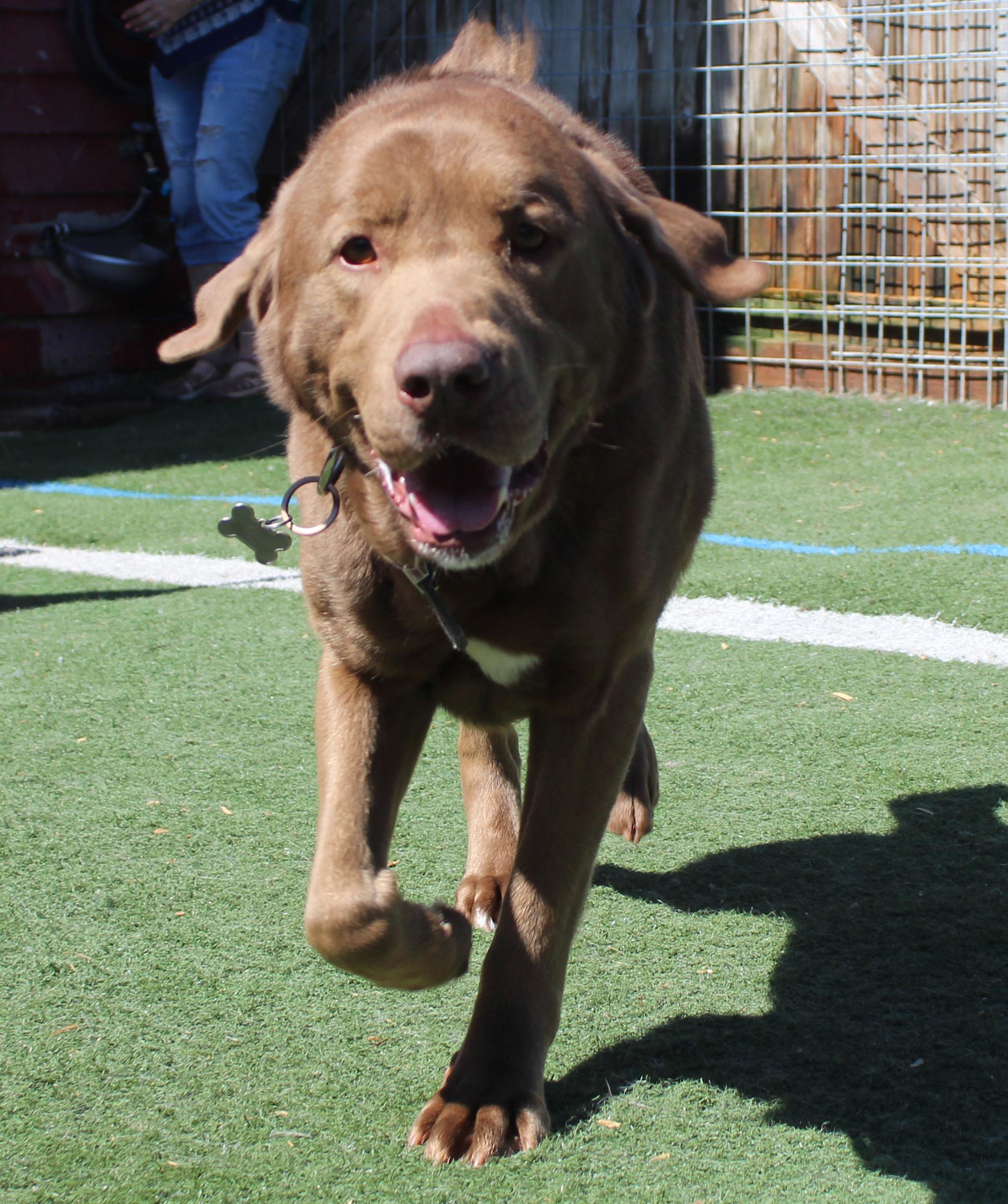 Enlarge Cash, a ADOPTABLE mixed breed in Silvana, WA image 3/6