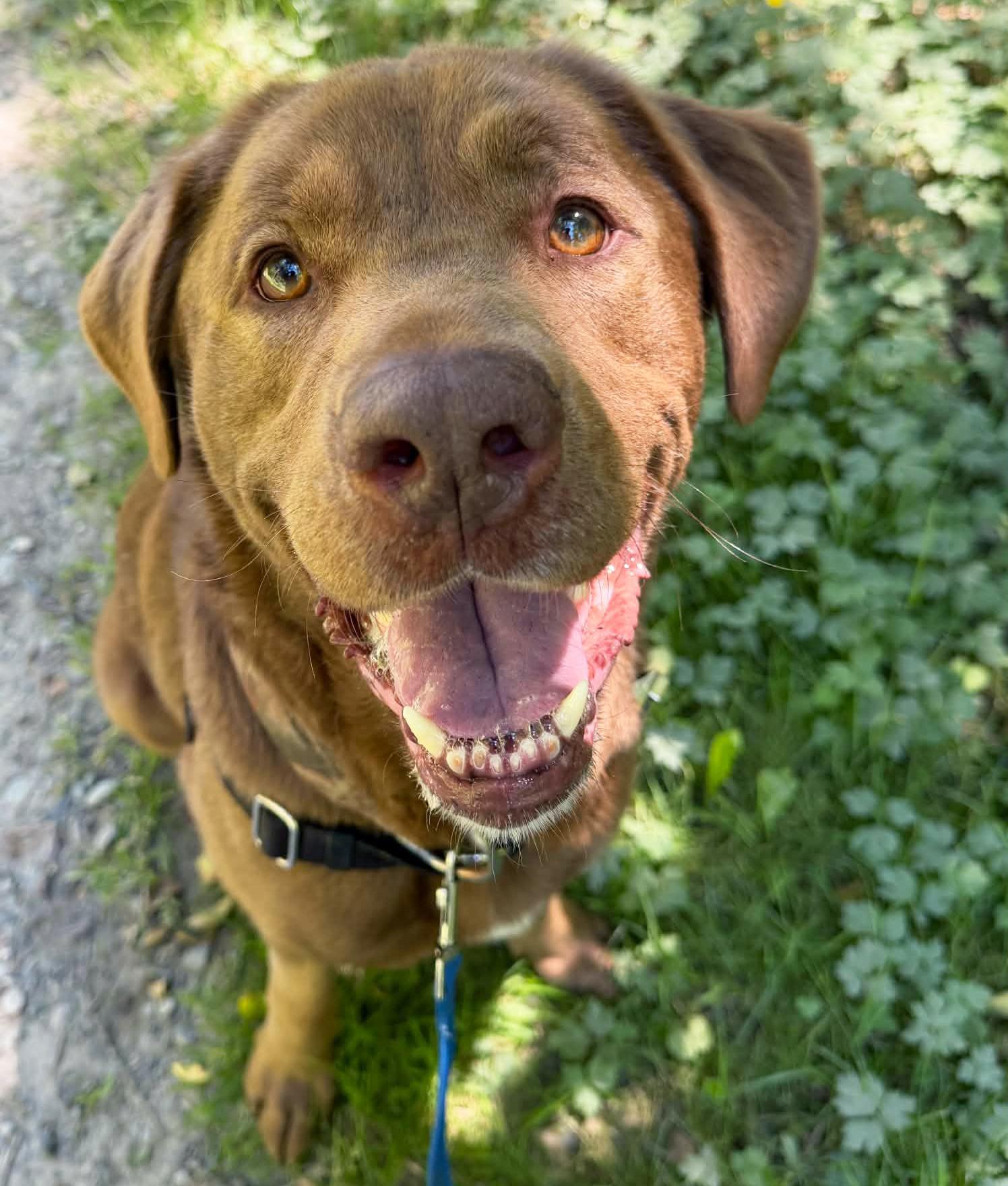 Cash, a ADOPTABLE mixed breed in Silvana, WA image 1/6