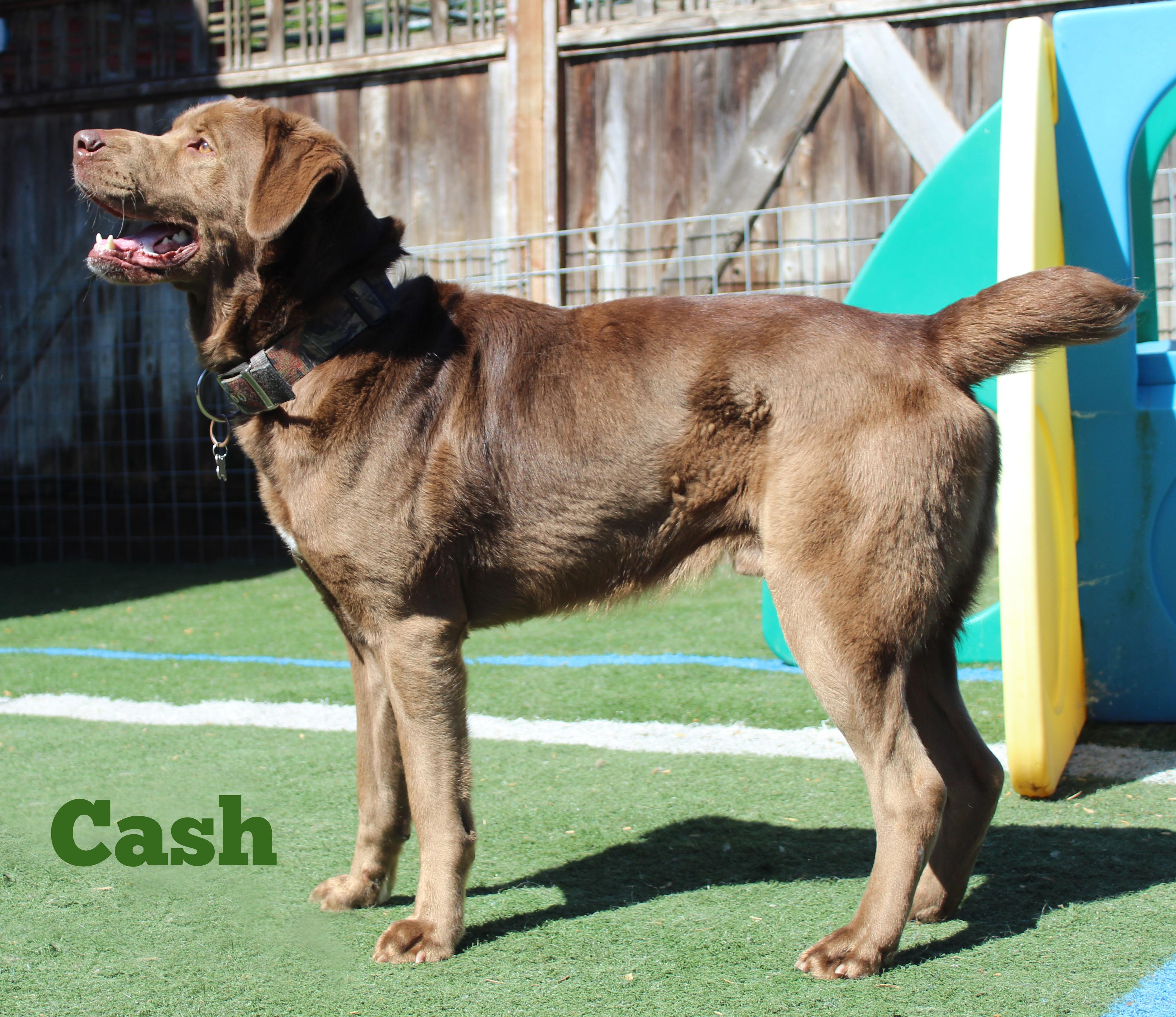 Enlarge Cash, a ADOPTABLE mixed breed in Silvana, WA image 2/6