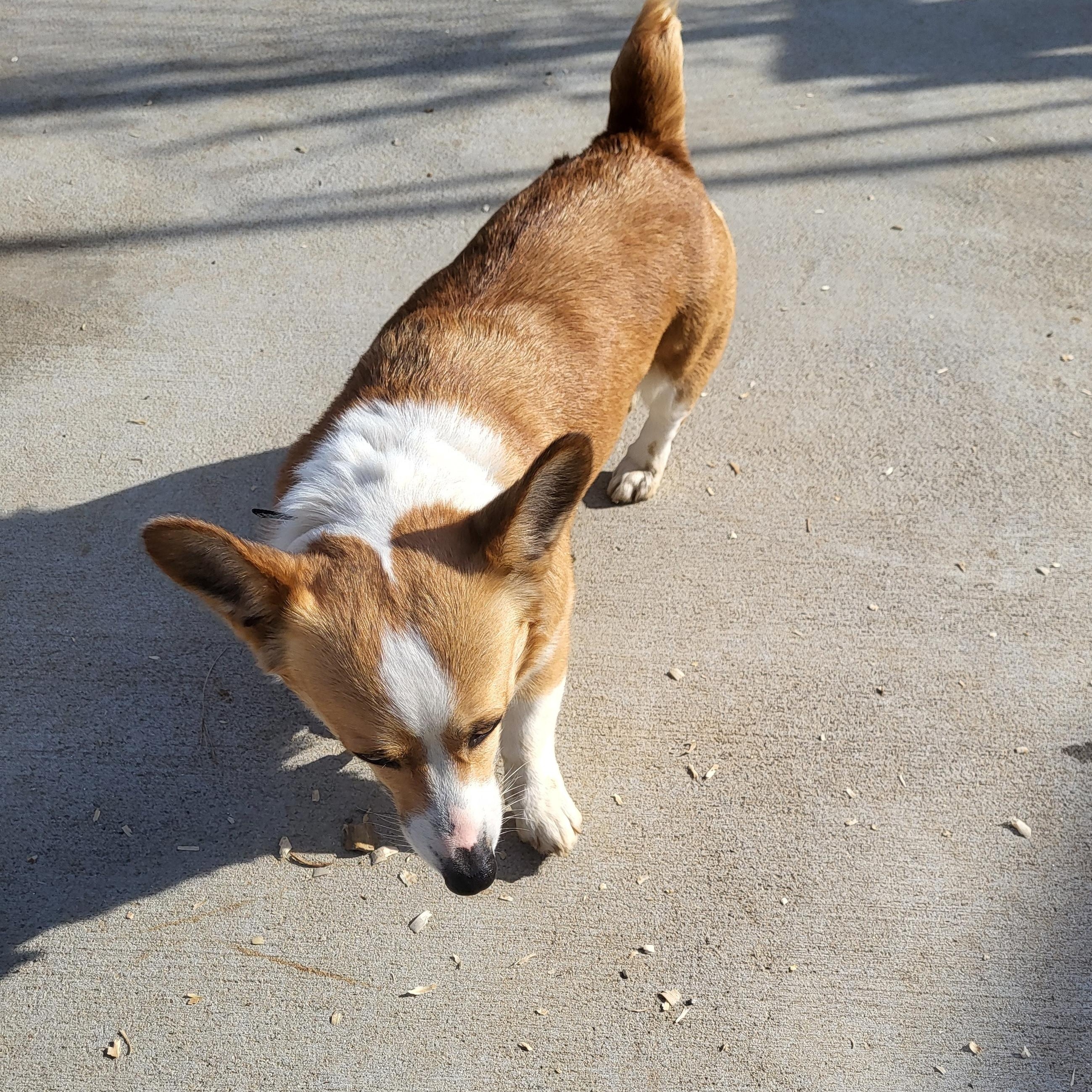 Winnie, ADOPTABLE, Young Female Pembroke Welsh Corgi.