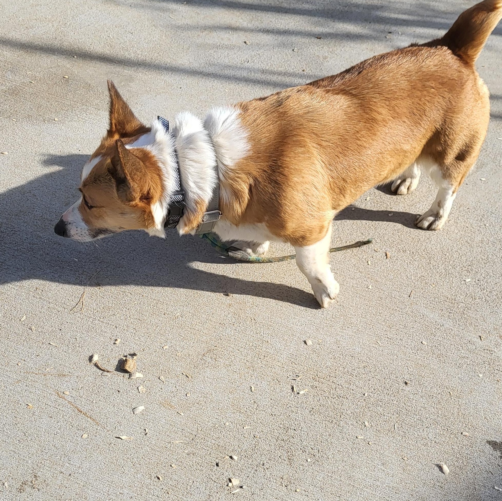 Enlarge Winnie, a ADOPTABLE Pembroke Welsh Corgi in Hagerstown, MD image 3/3