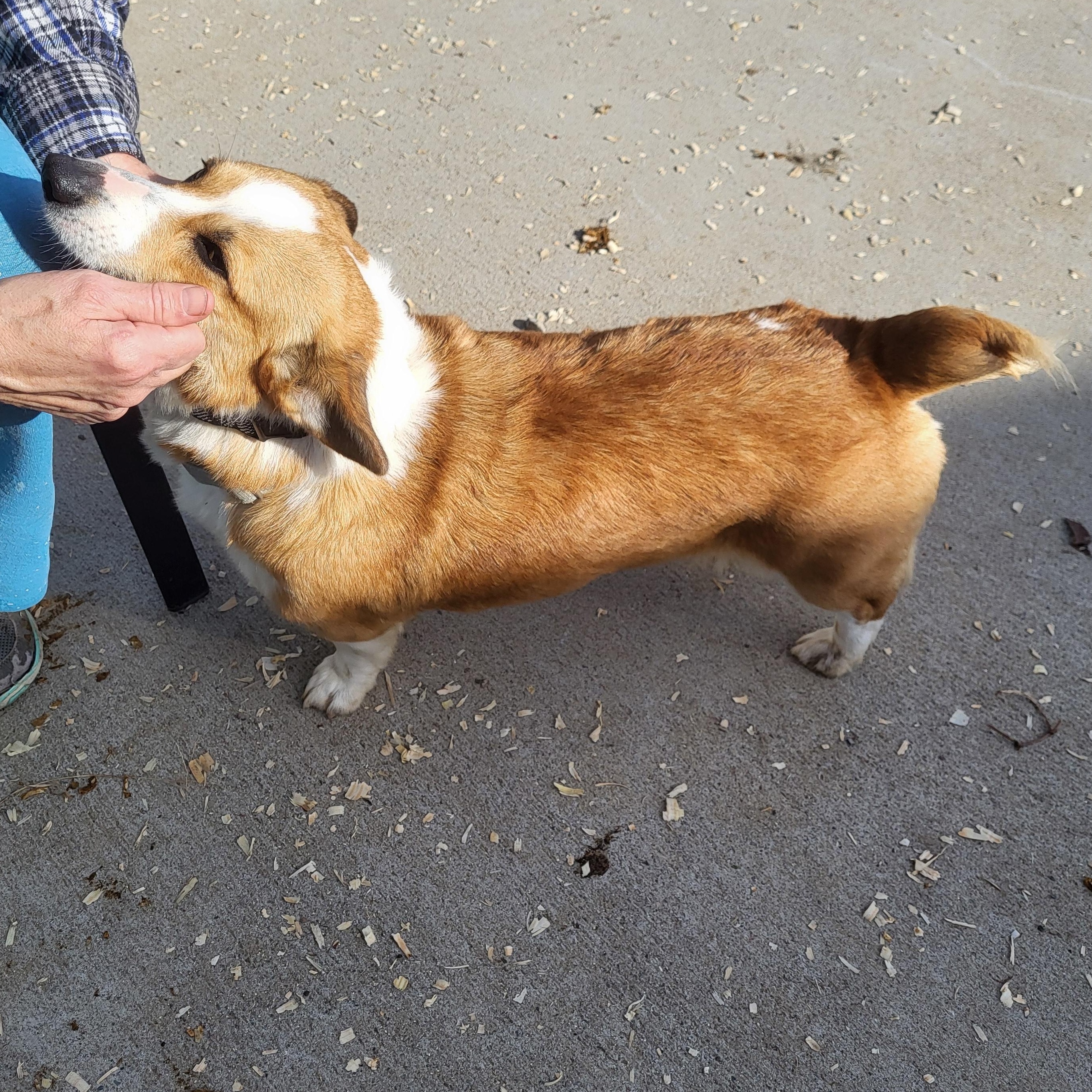 Enlarge Winnie, a ADOPTABLE Pembroke Welsh Corgi in Hagerstown, MD image 2/3