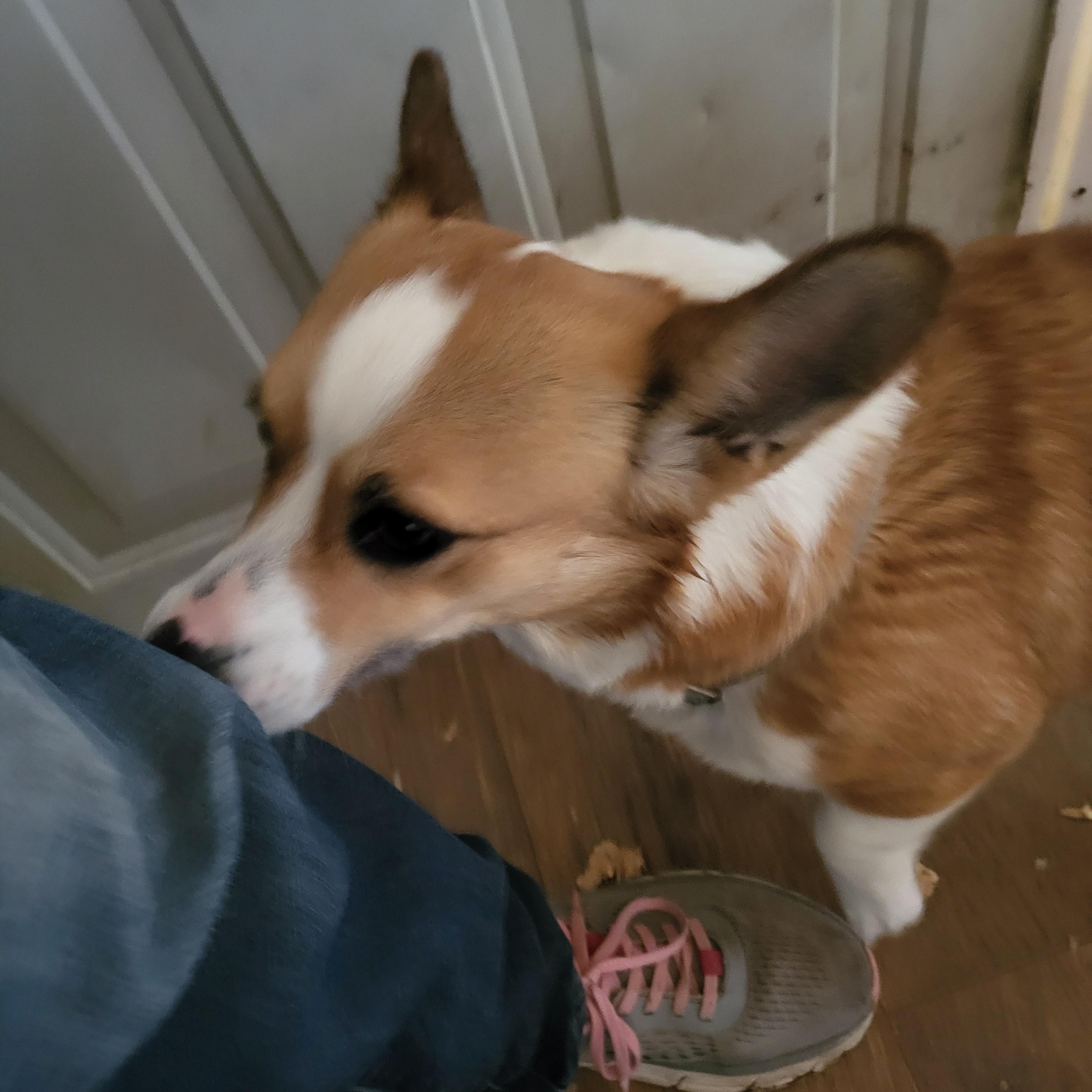 Winnie, ADOPTABLE, Young Female Pembroke Welsh Corgi.