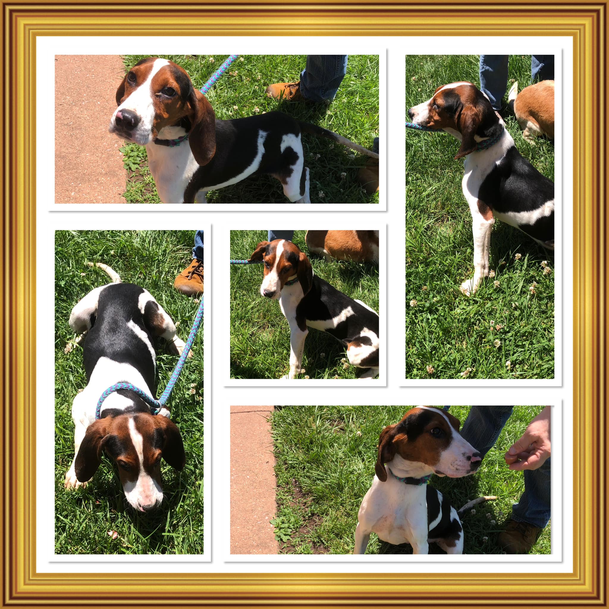 Dog for adoption PISTOL, a Treeing Walker Coonhound in Buckhannon, WV Petfinder