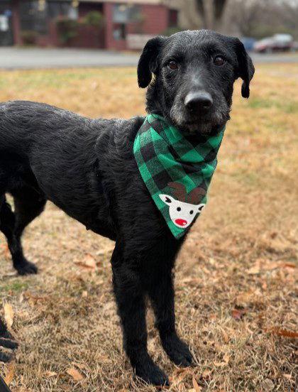 Enlarge Shyla, a Adoptable Standard Poodle in Midland, VA image 1/1