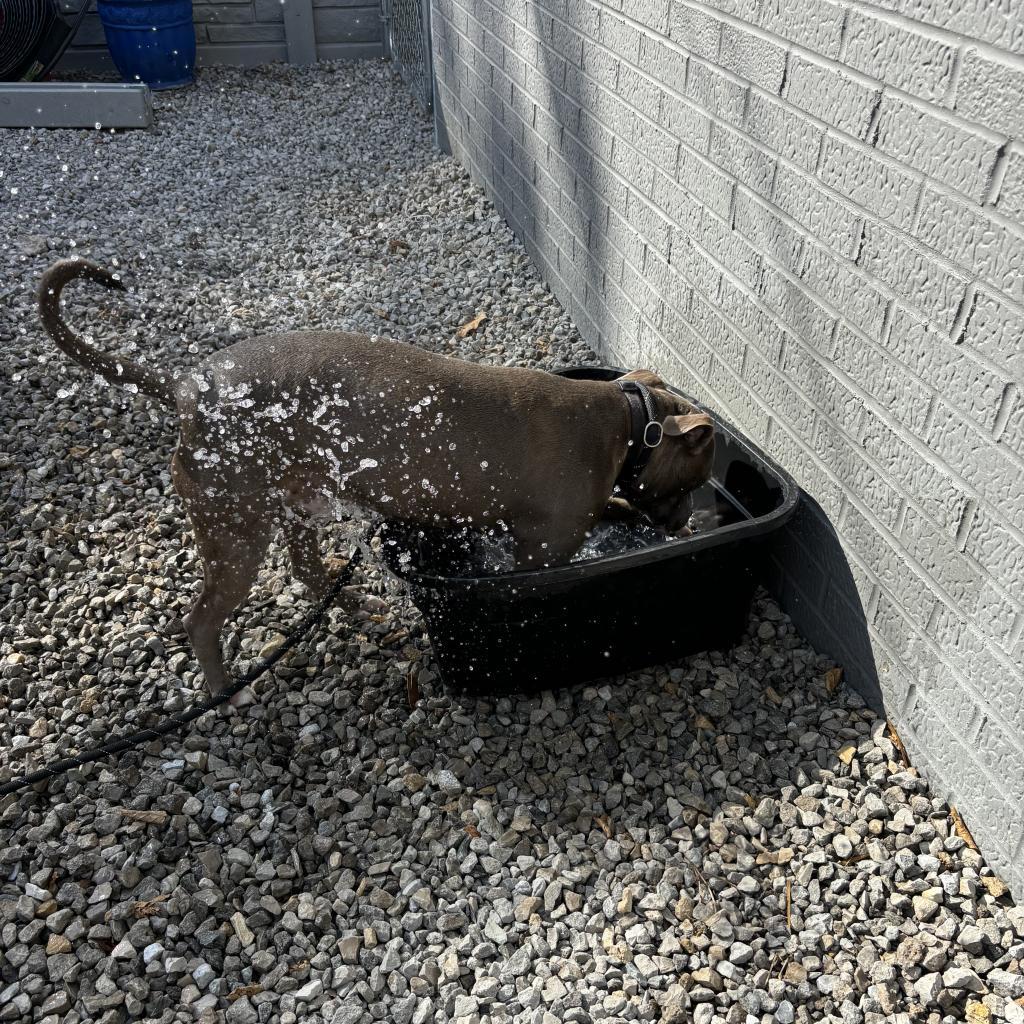 Enlarge Bud, a Adoptable Terrier in St. Louis, MO image 3/5