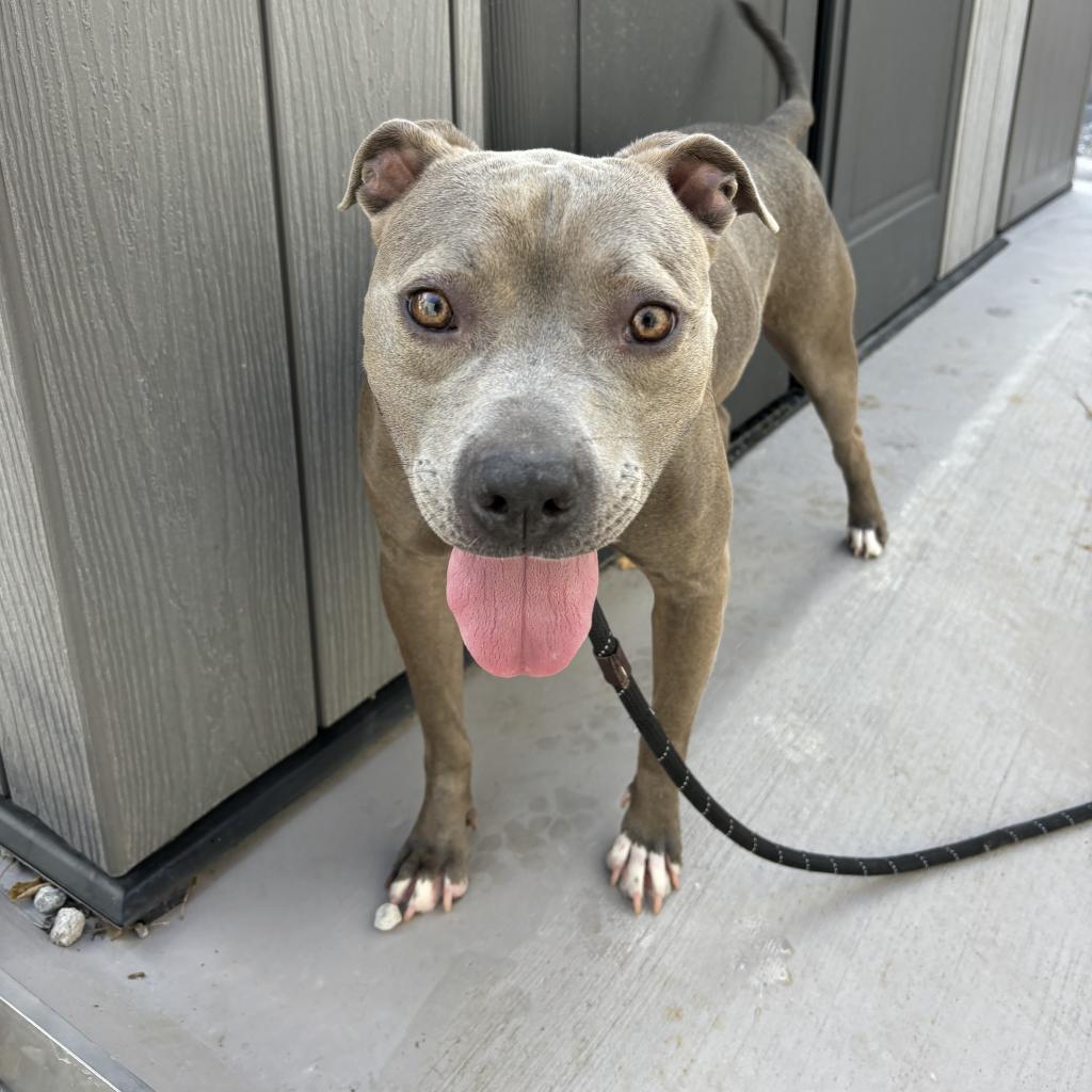 Enlarge Bud, a Adoptable Terrier in St. Louis, MO image 4/5