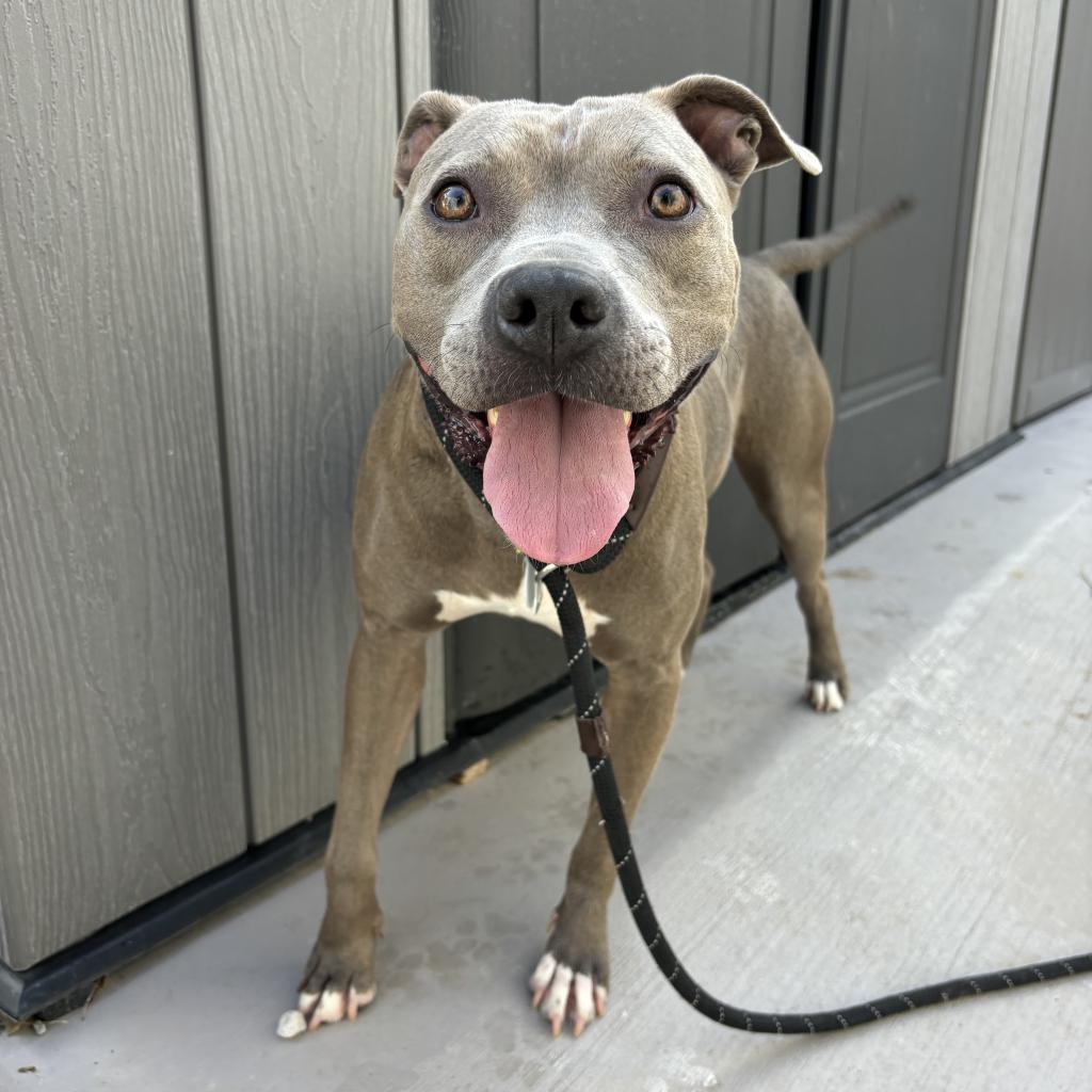 Enlarge Bud, a Adoptable Terrier in St. Louis, MO image 5/5