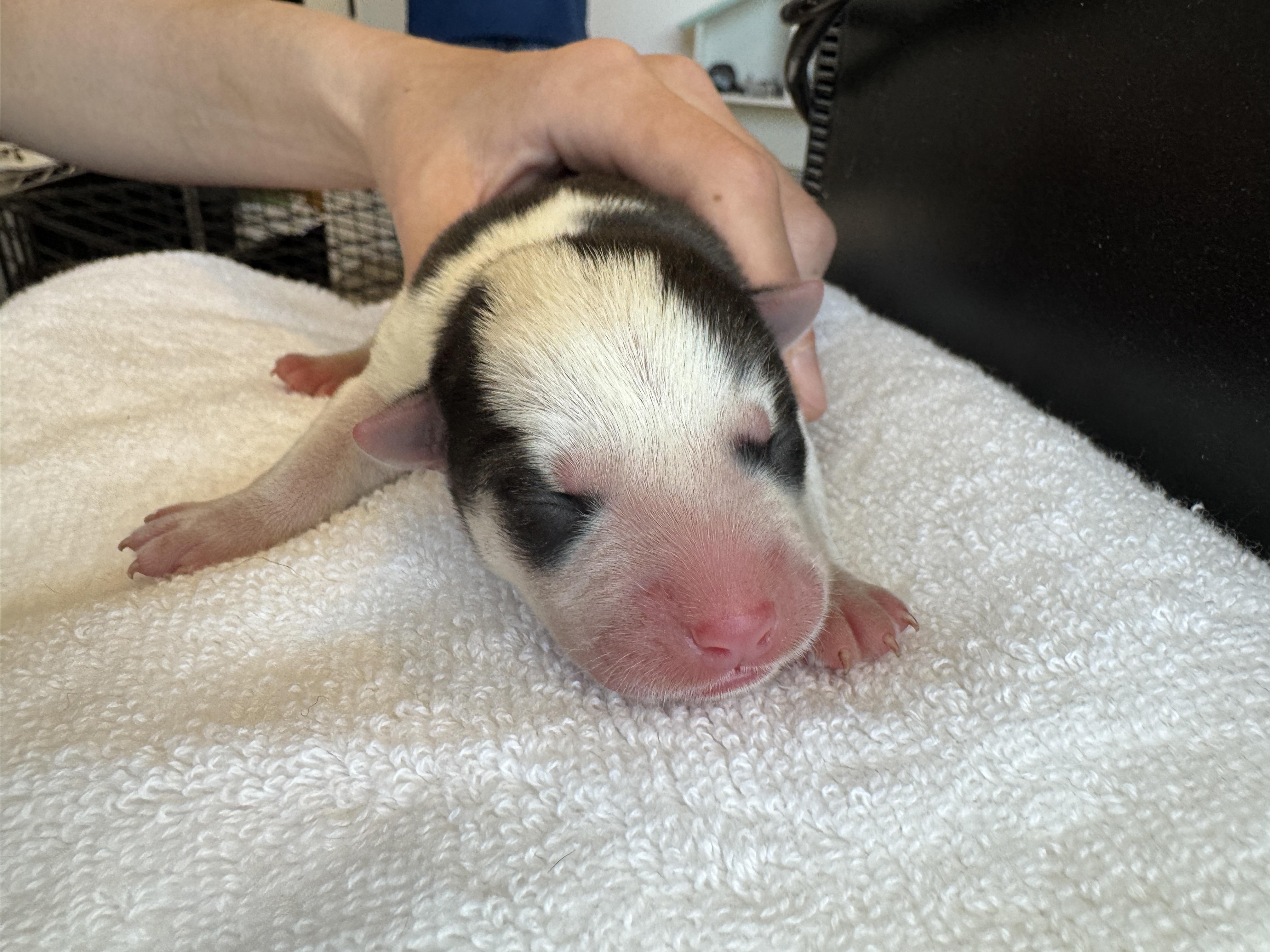 Rescue, a Adopted mixed breed in Scottsdale, AZ image 1/4