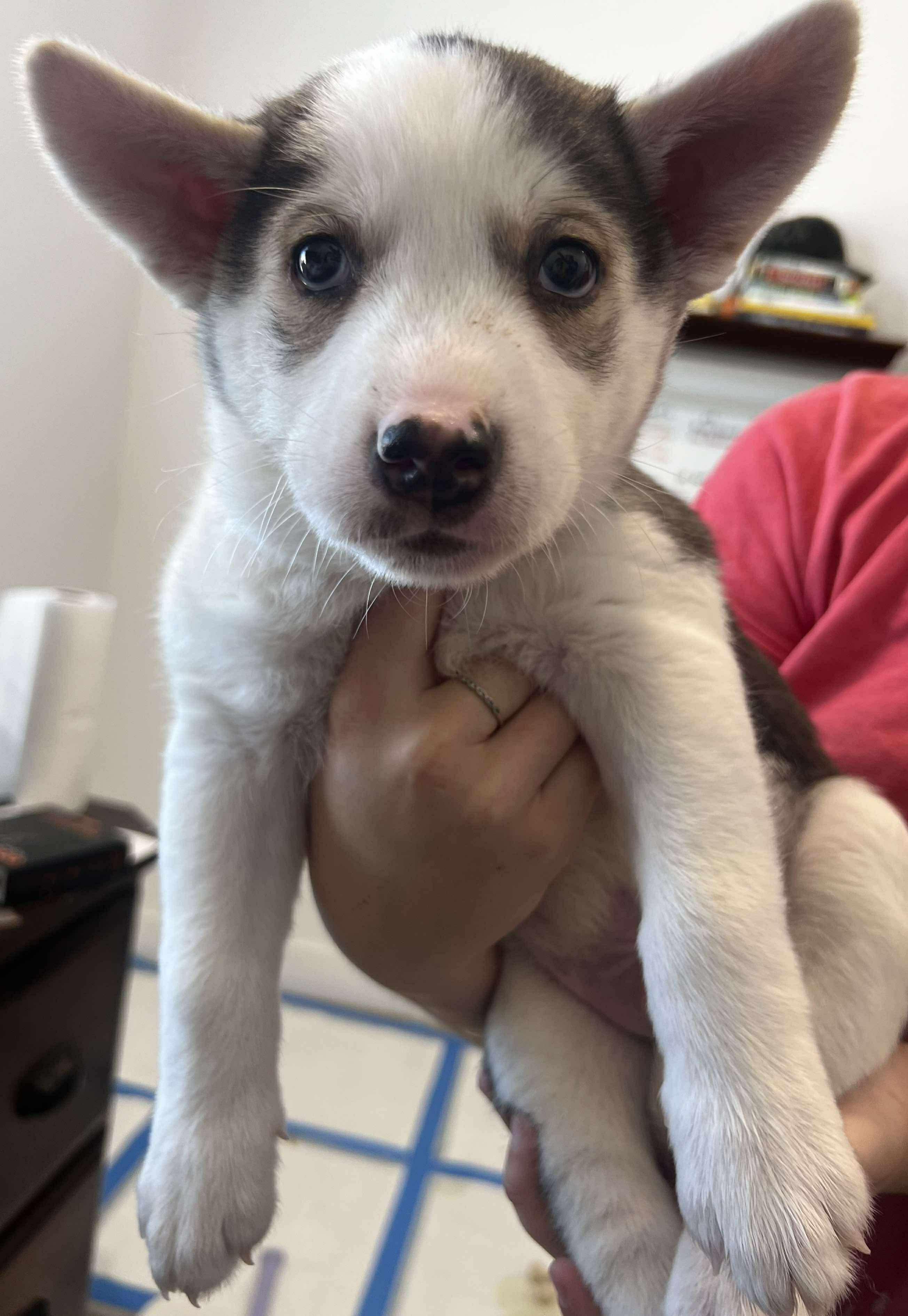 Rescue, a Adopted mixed breed in Scottsdale, AZ image 2/4