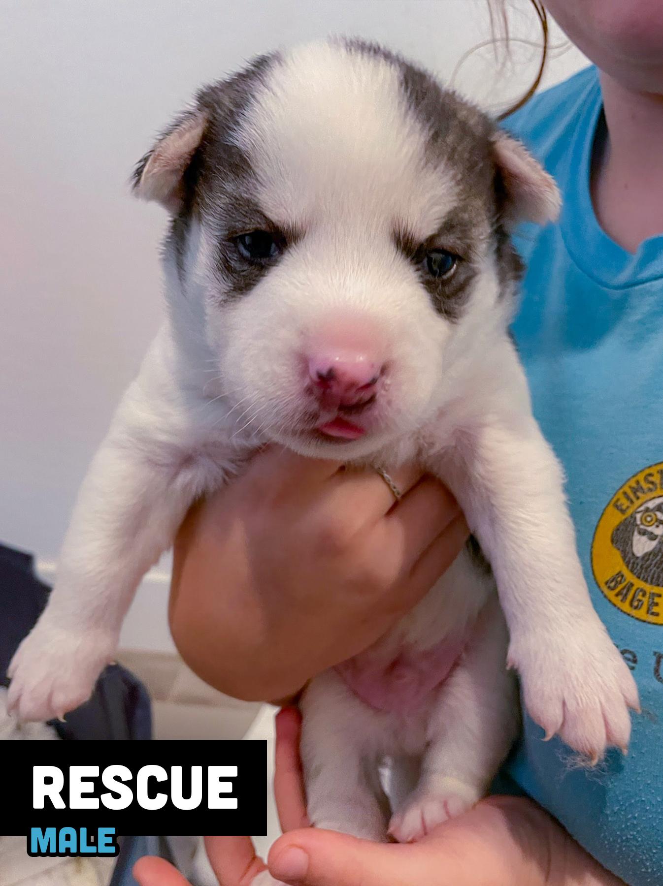 Rescue, a Adopted mixed breed in Scottsdale, AZ image 3/4