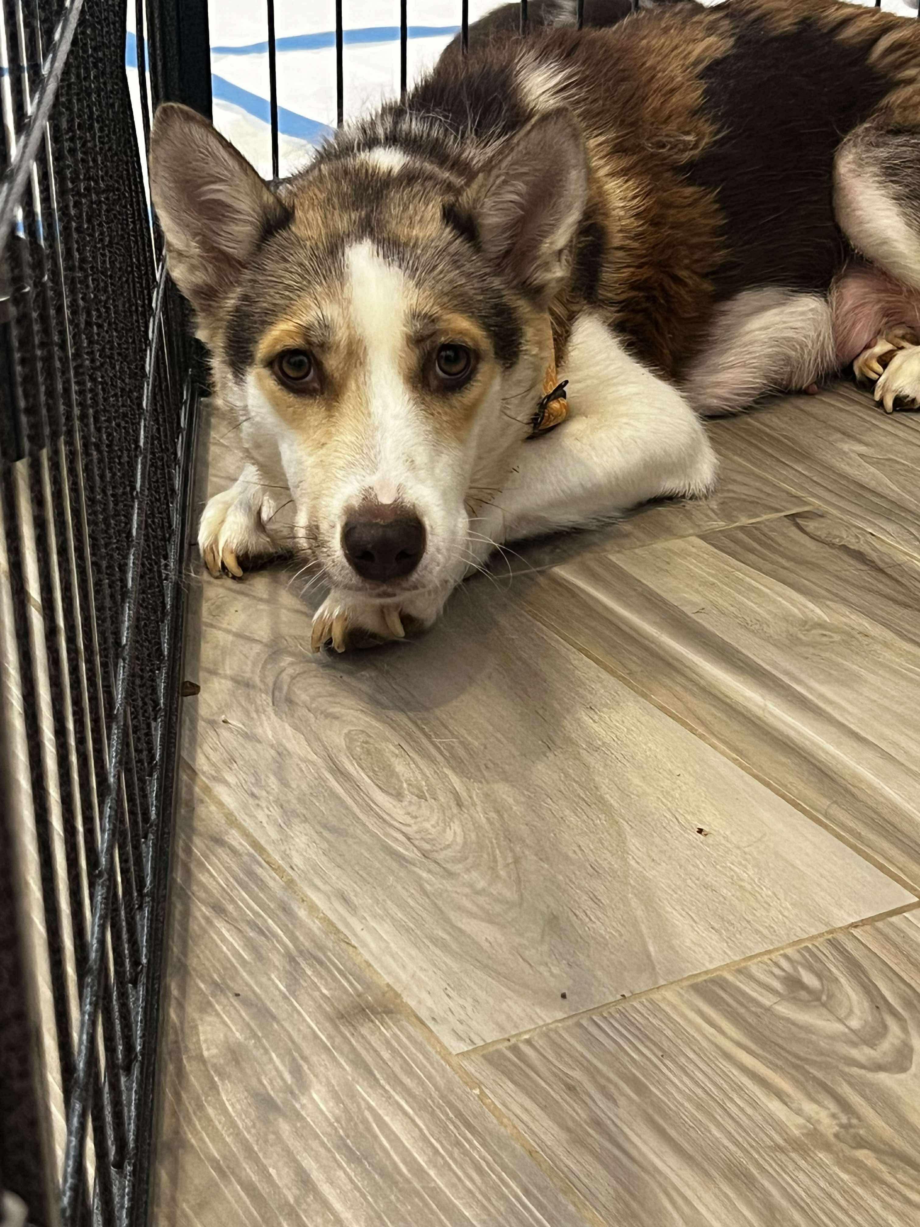 Rescue, a Adopted mixed breed in Scottsdale, AZ image 4/4