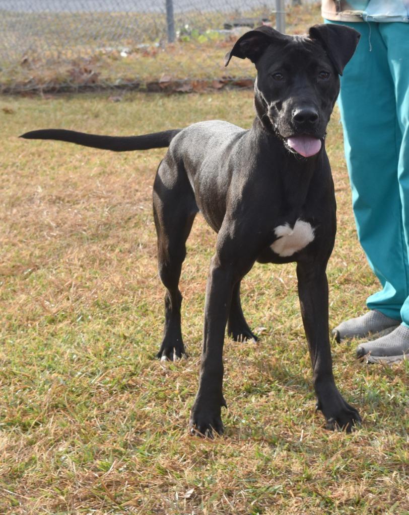 Gunner, Adoptable, Adult Male Mixed Breed.